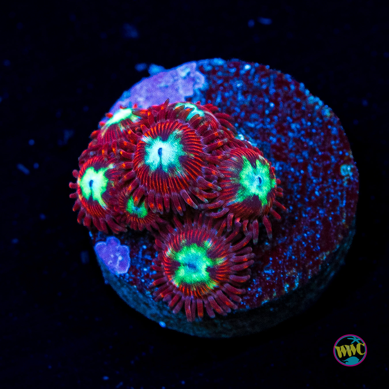 WWC Bloodlust Zoanthids