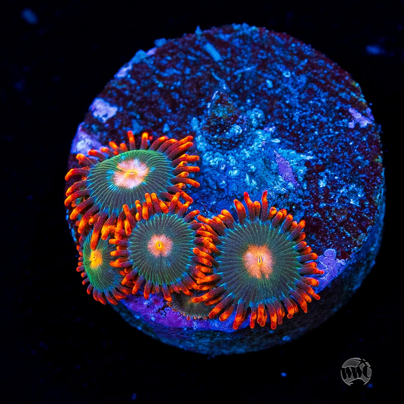 Gatorade Zoanthids
