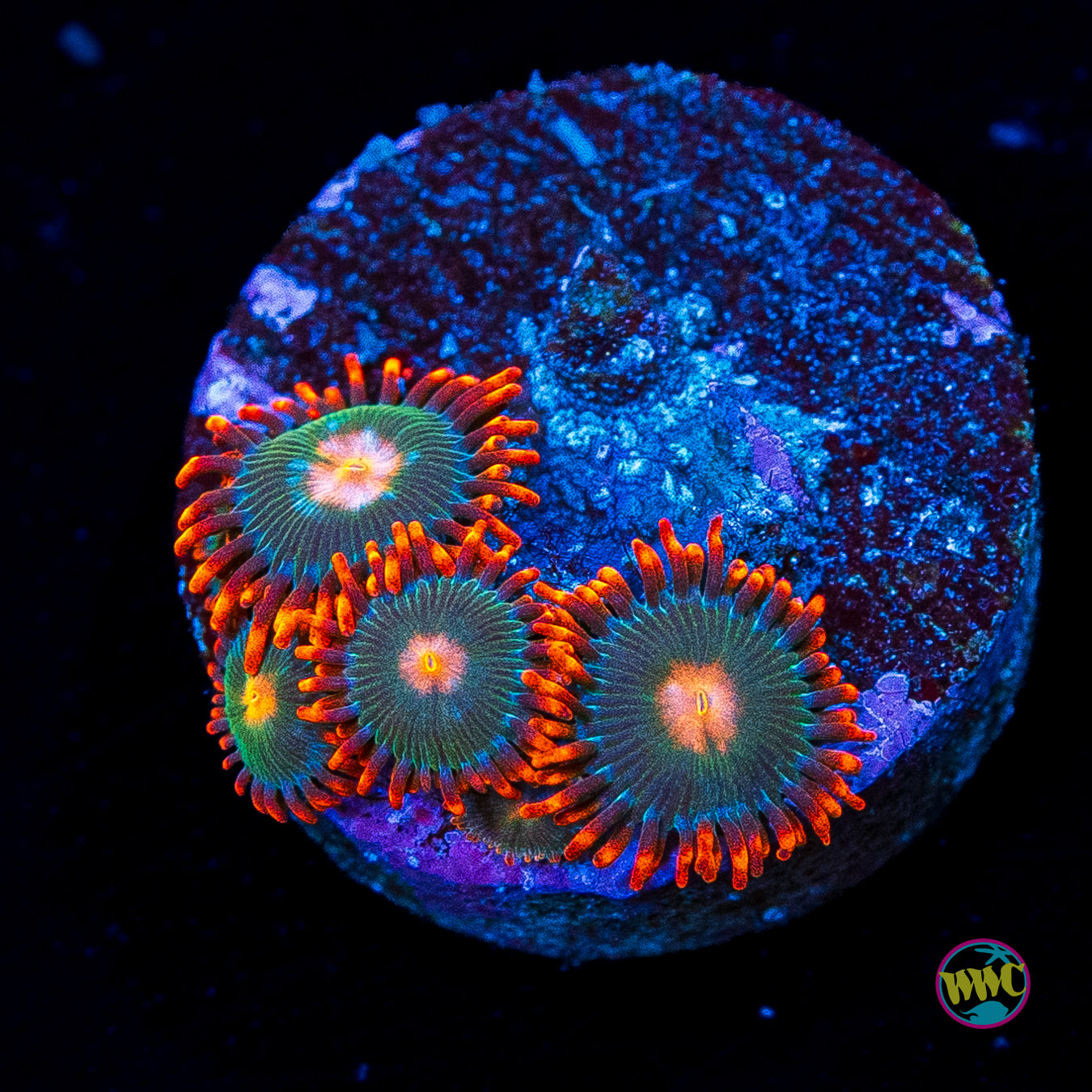 Gatorade Zoanthids
