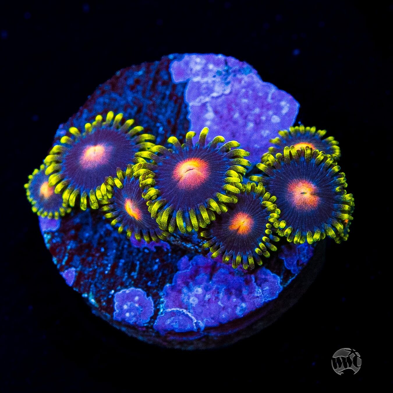 WWC Peacock Nipple Zoanthids