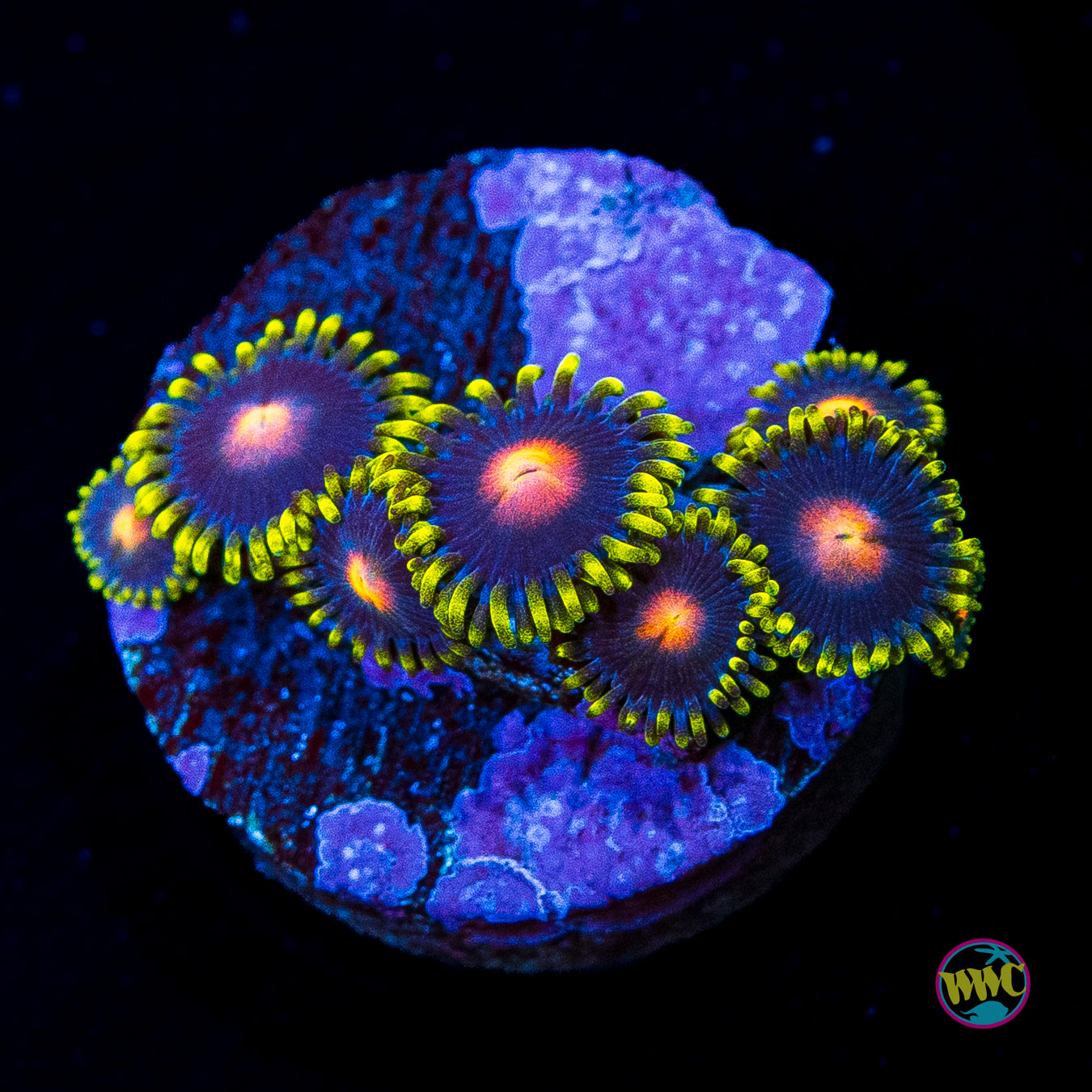 WWC Peacock Nipple Zoanthids