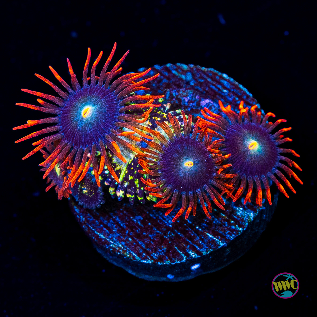 Grim Reaper and WWC Wildfire Combo Zoanthids