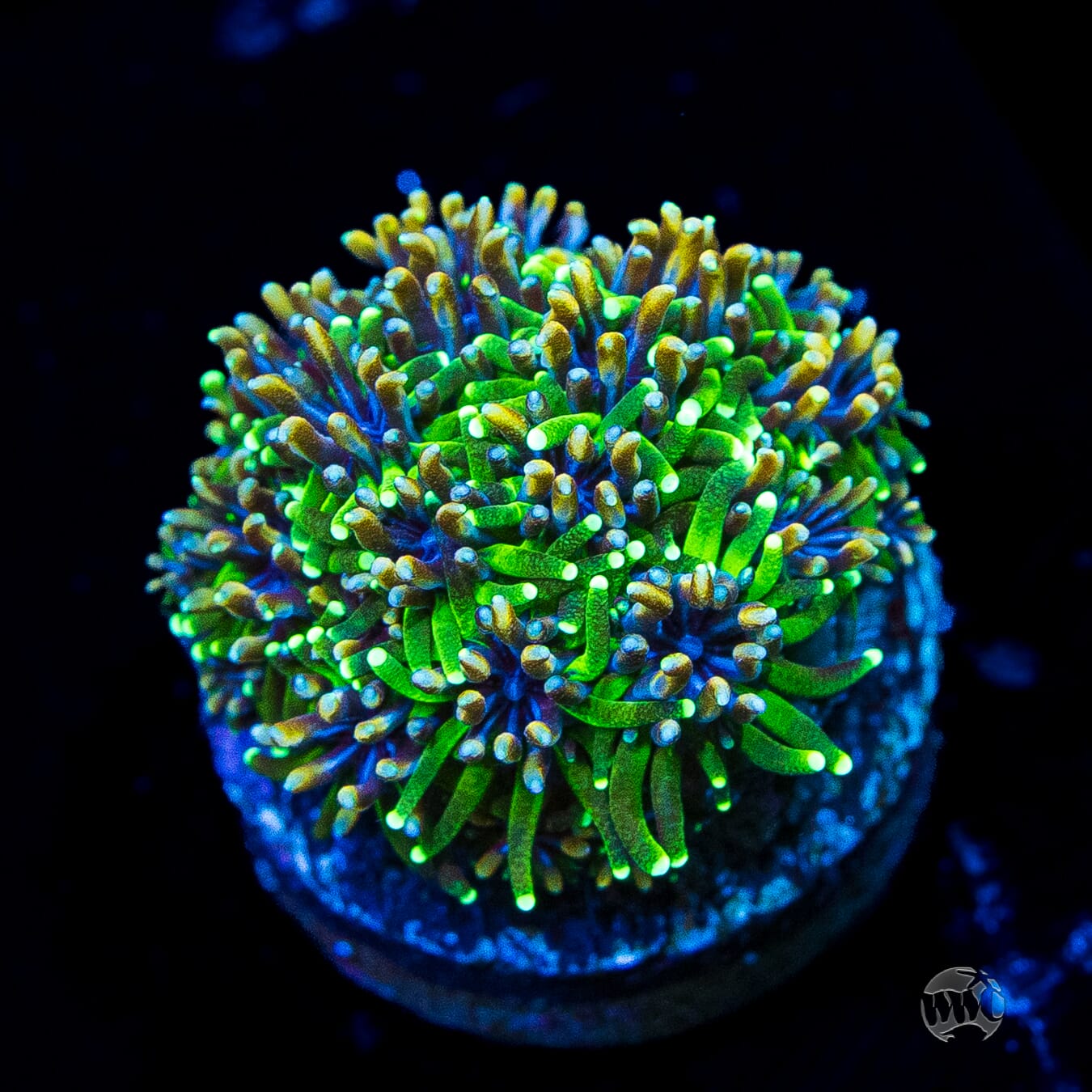 WWC Cyclops Galaxea