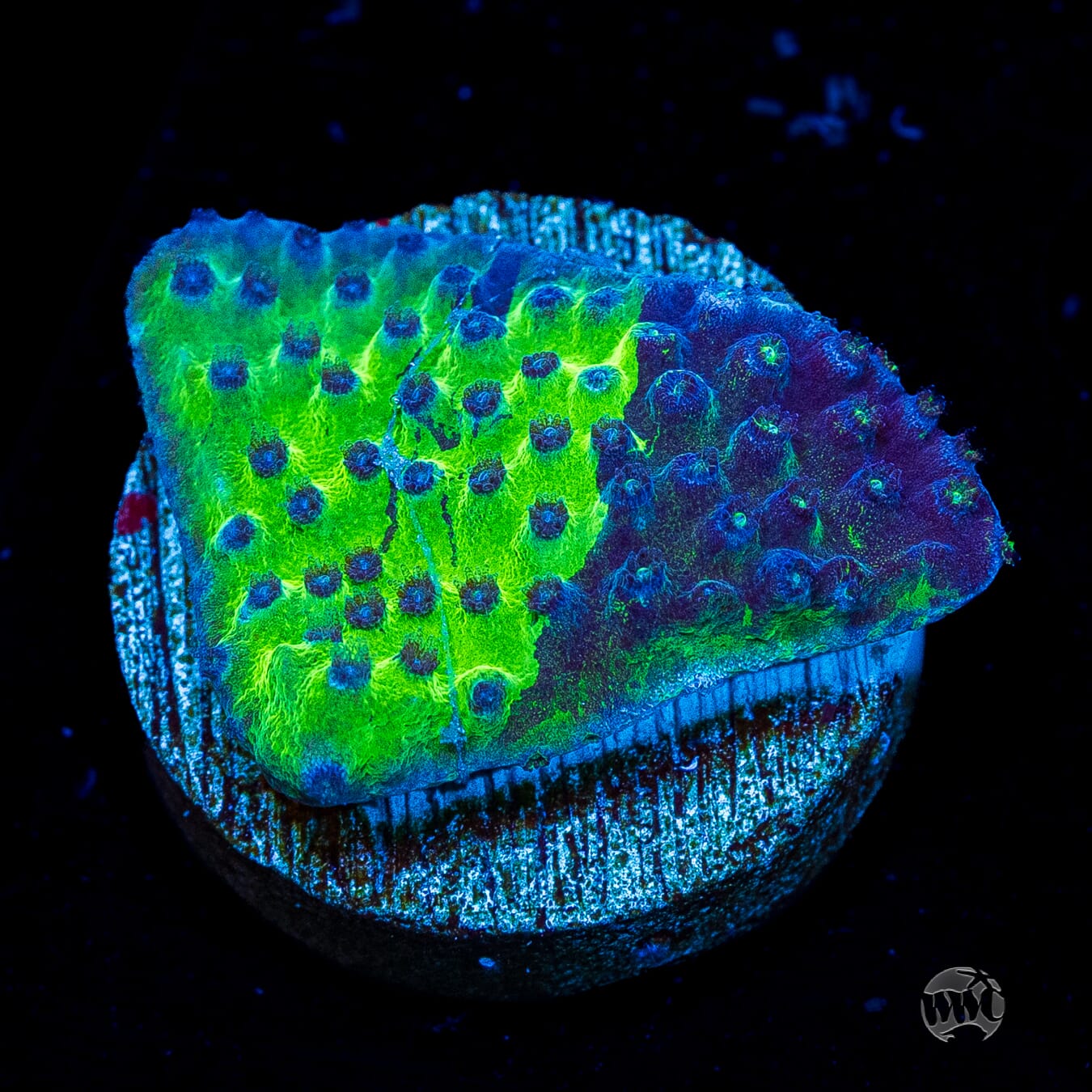 WWC Grafted Purple Polyp Turbinaria