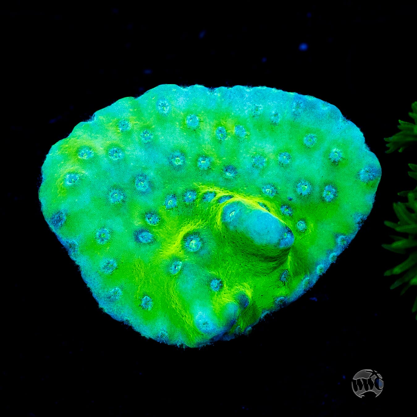 WWC Green Fire Turbinaria