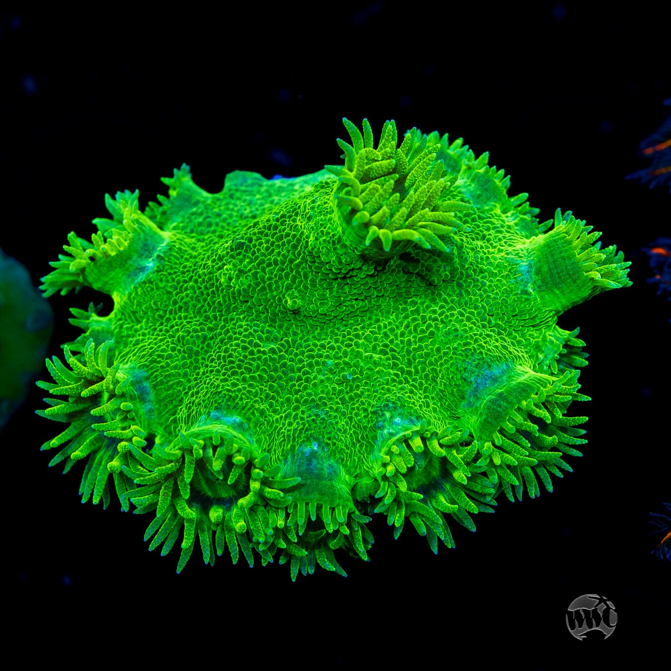 WWC Neon Peltata Turbinaria