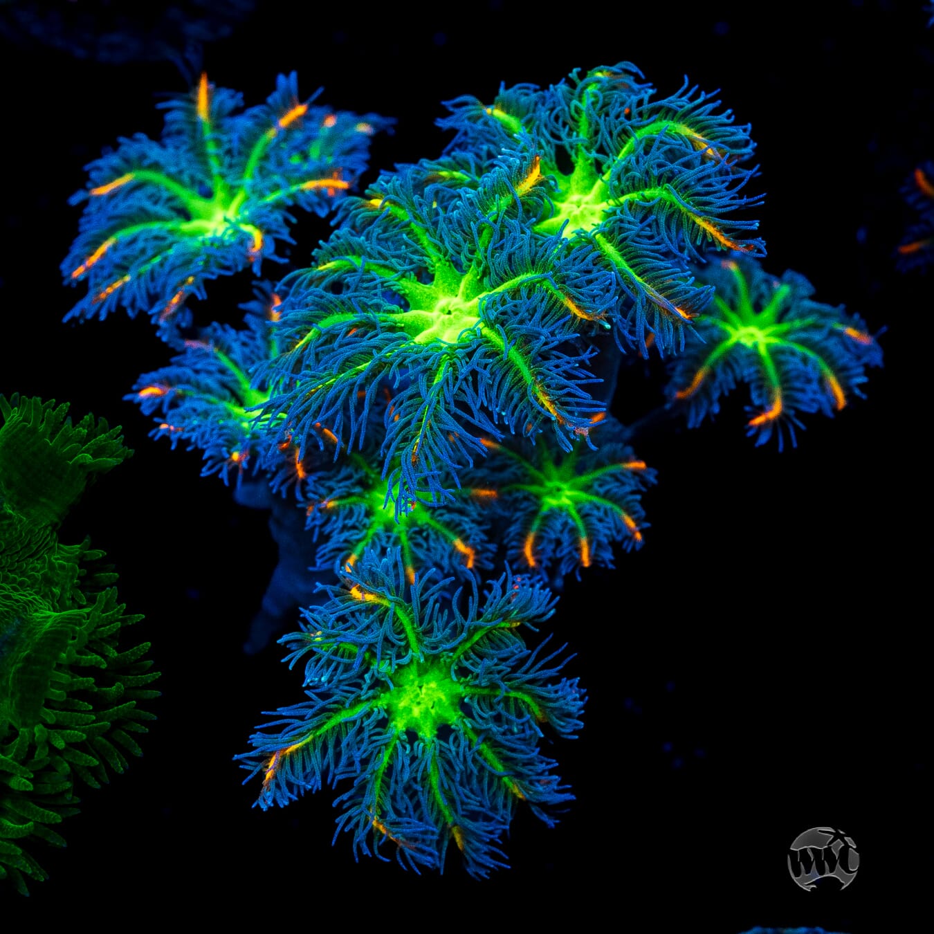 WWC High Voltage Clove Polyps