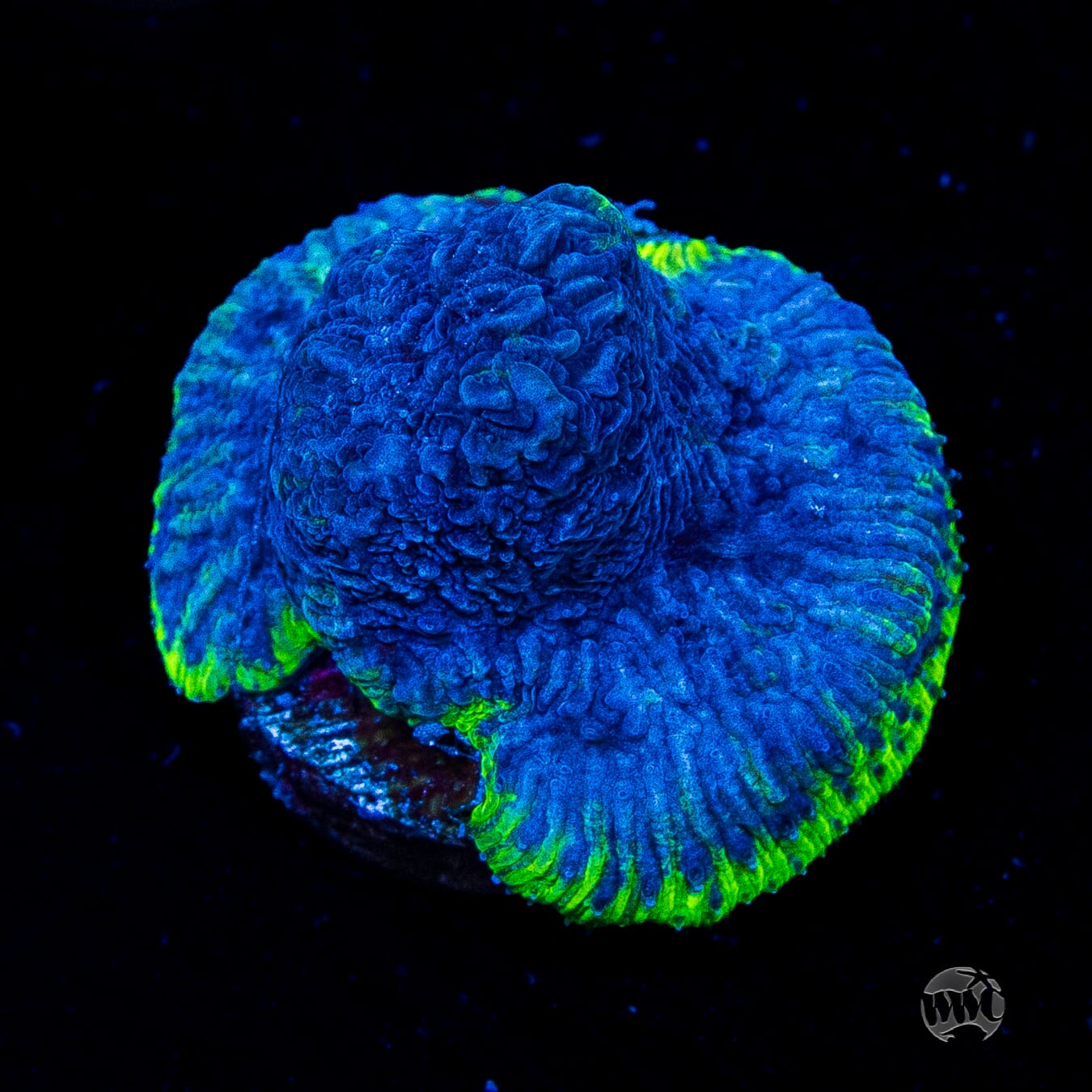 WWC High Tide Lithophyllon