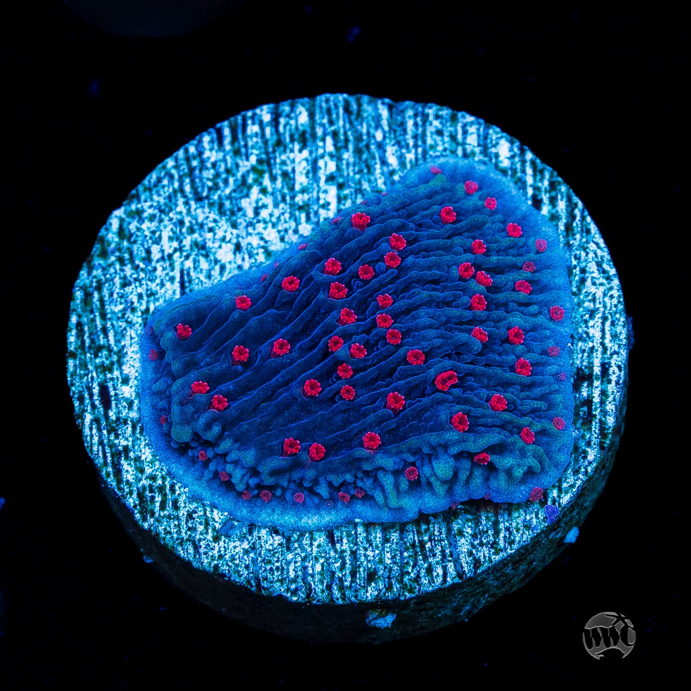 Red Roses Montipora