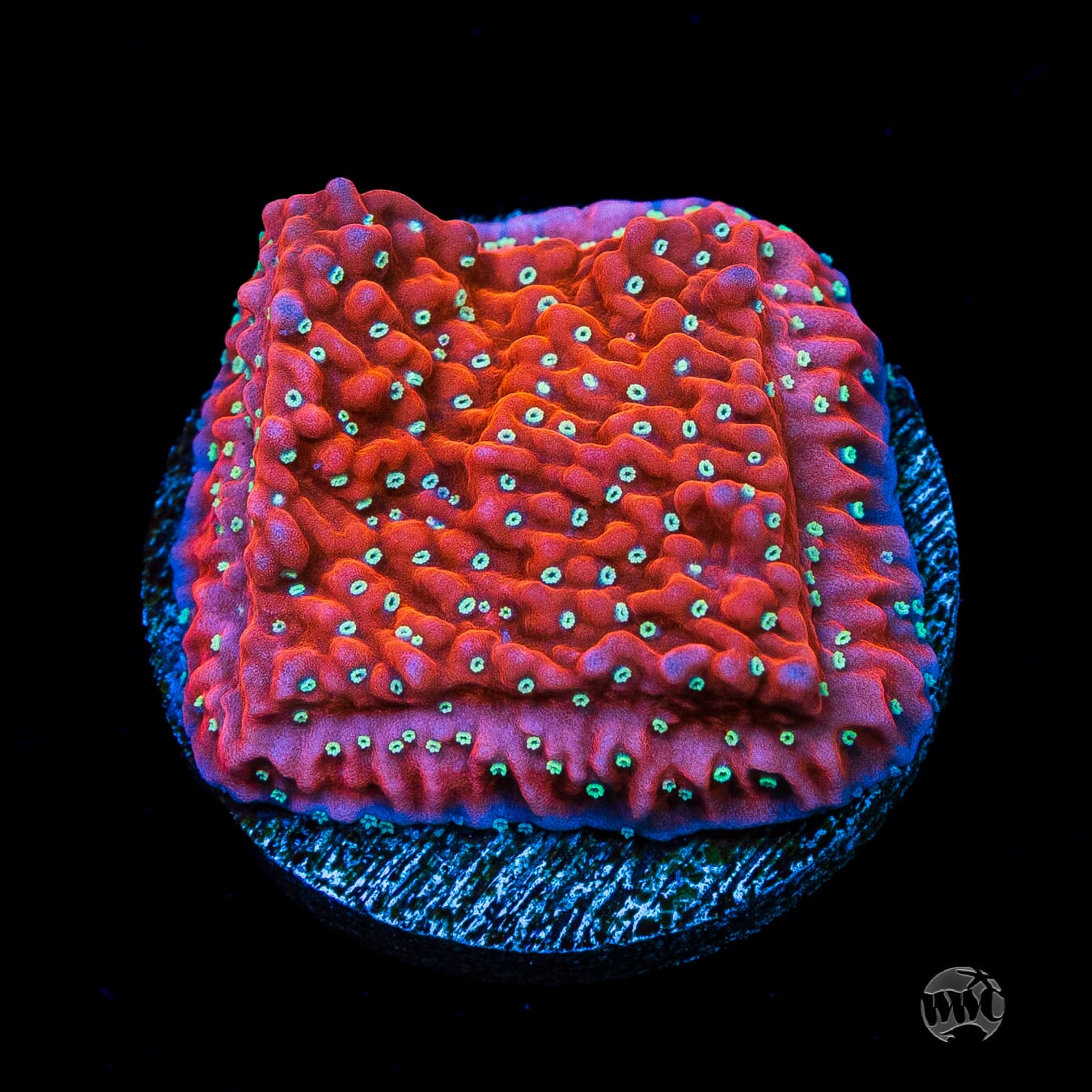 Jason Fox Snow Cap Montipora
