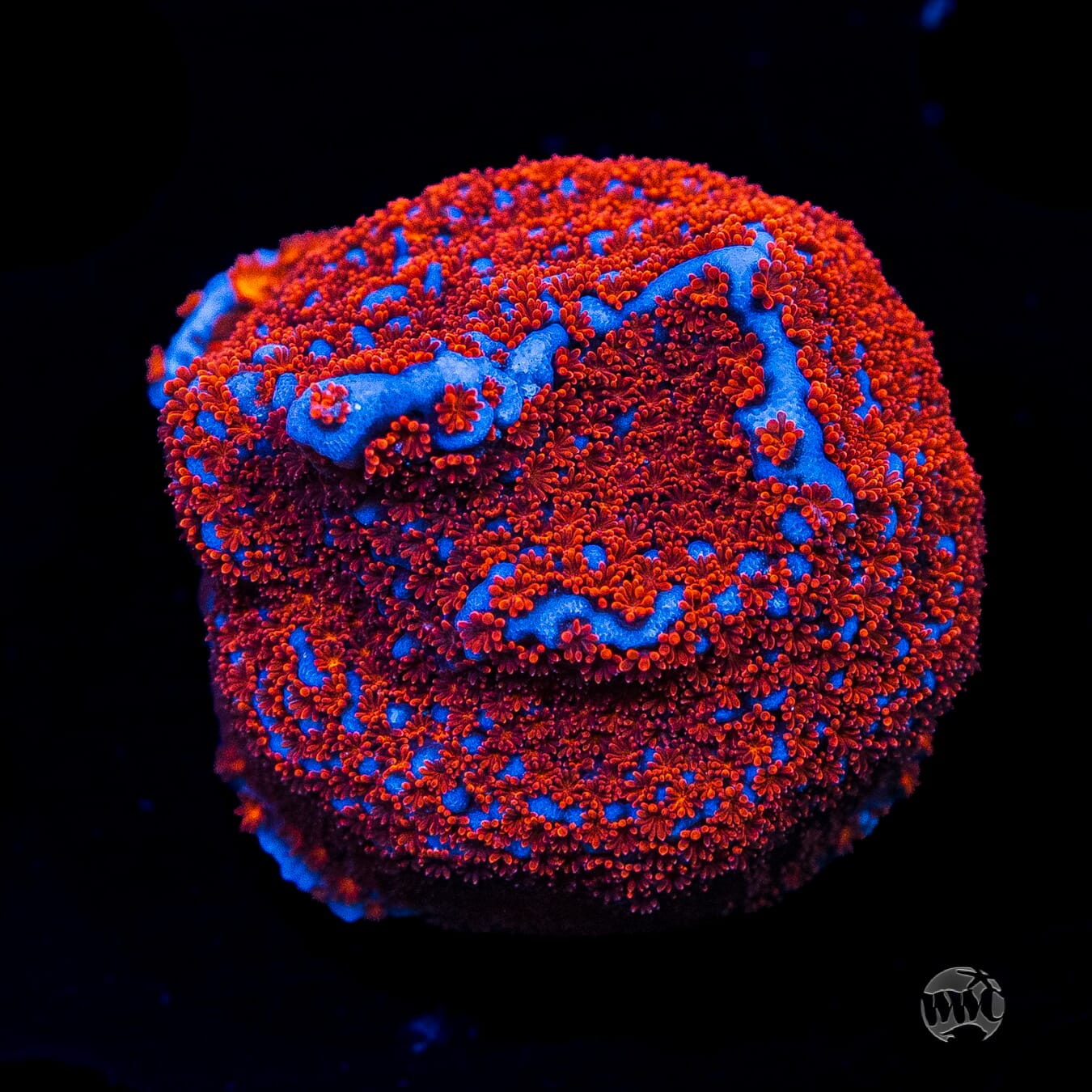 WWC Superman Montipora