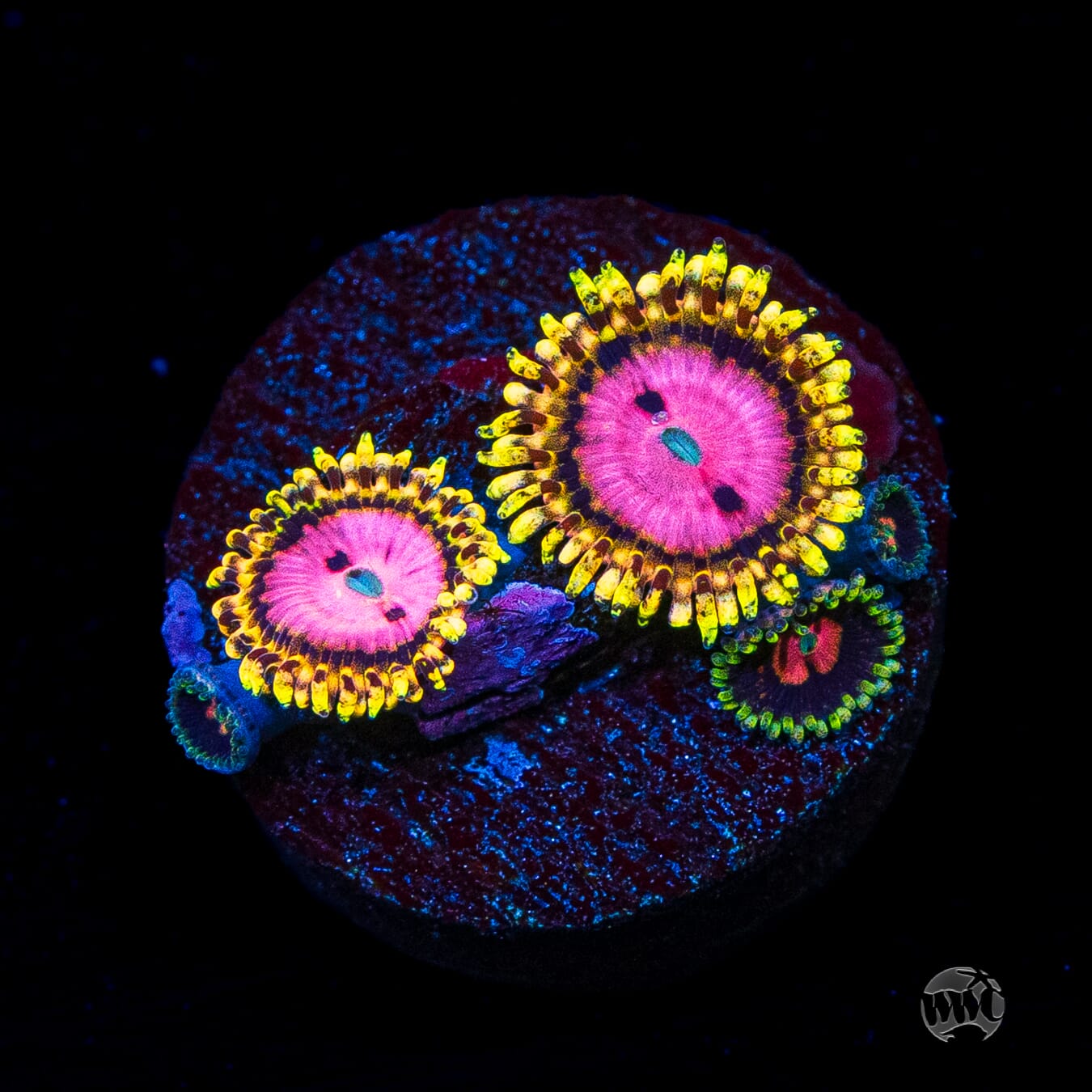 RR Pink Diamond Zoanthids
