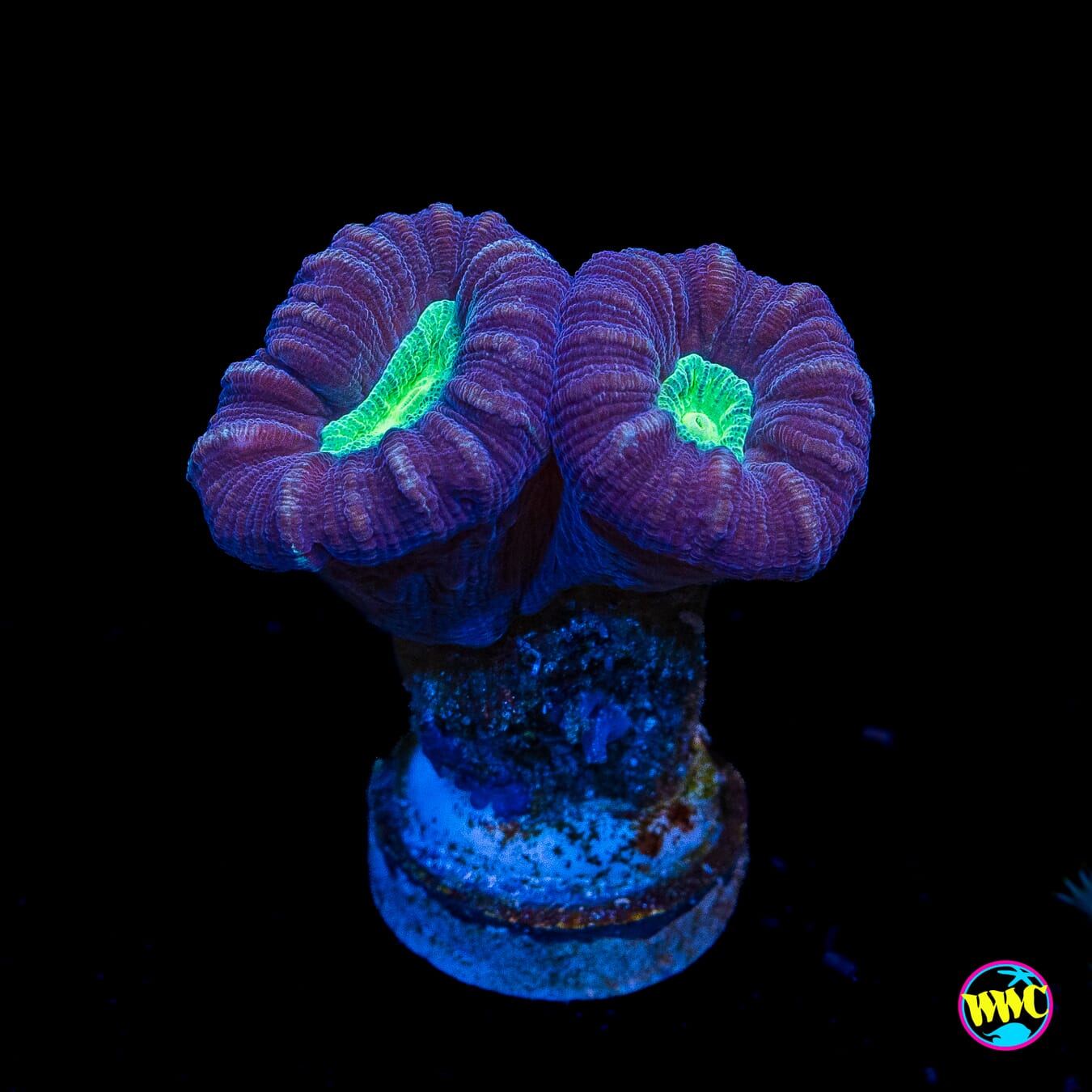 Alien Eye Candy Cane
