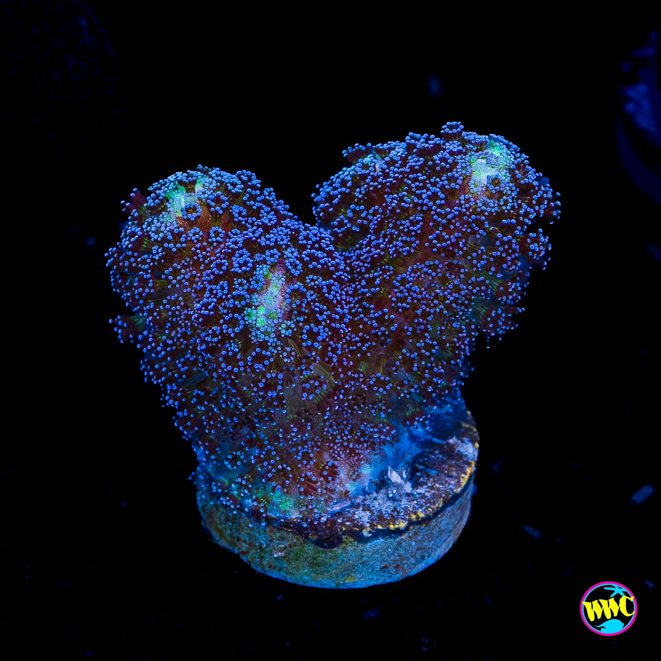 WWC Blue Stylophora