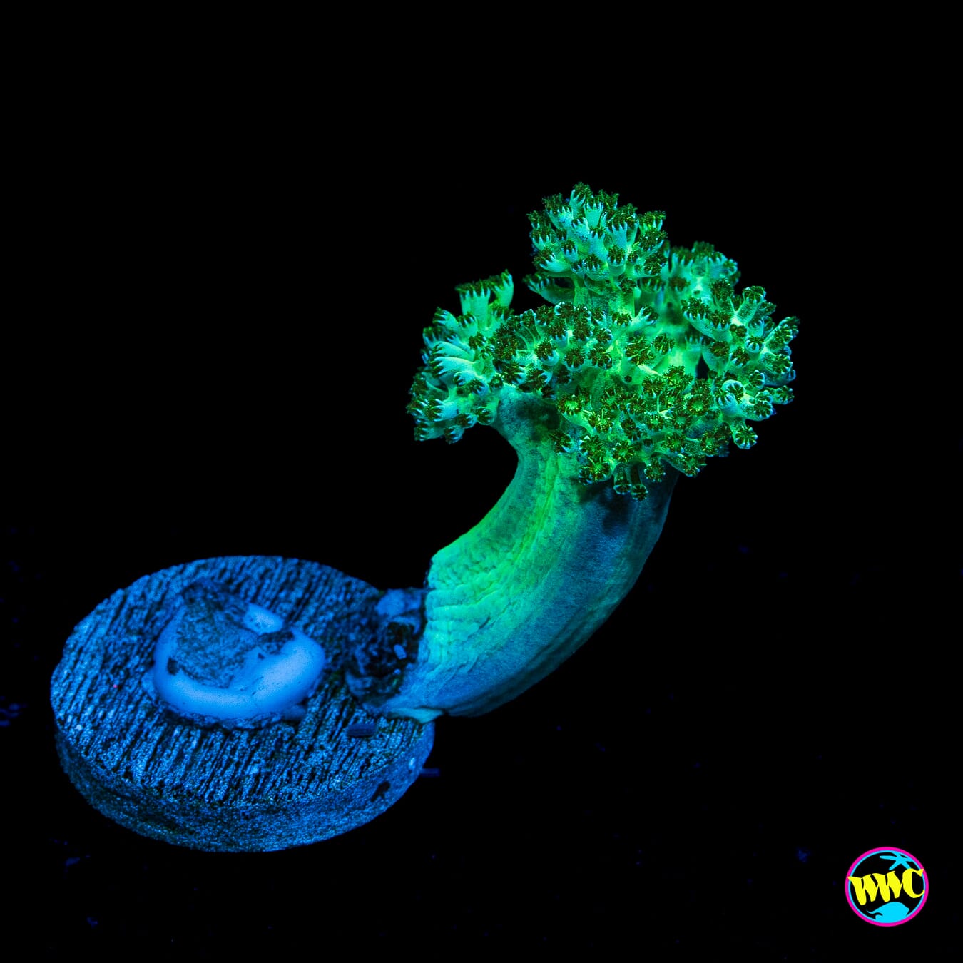 WWC Solomon Neon Hairy Leather