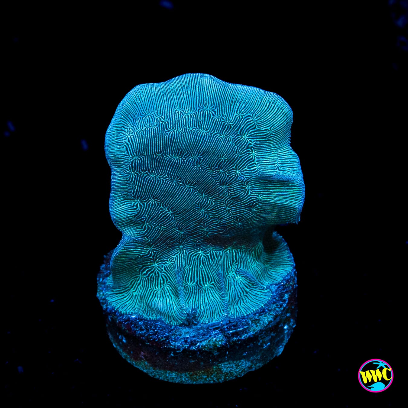 WWC Dusky Pavona
