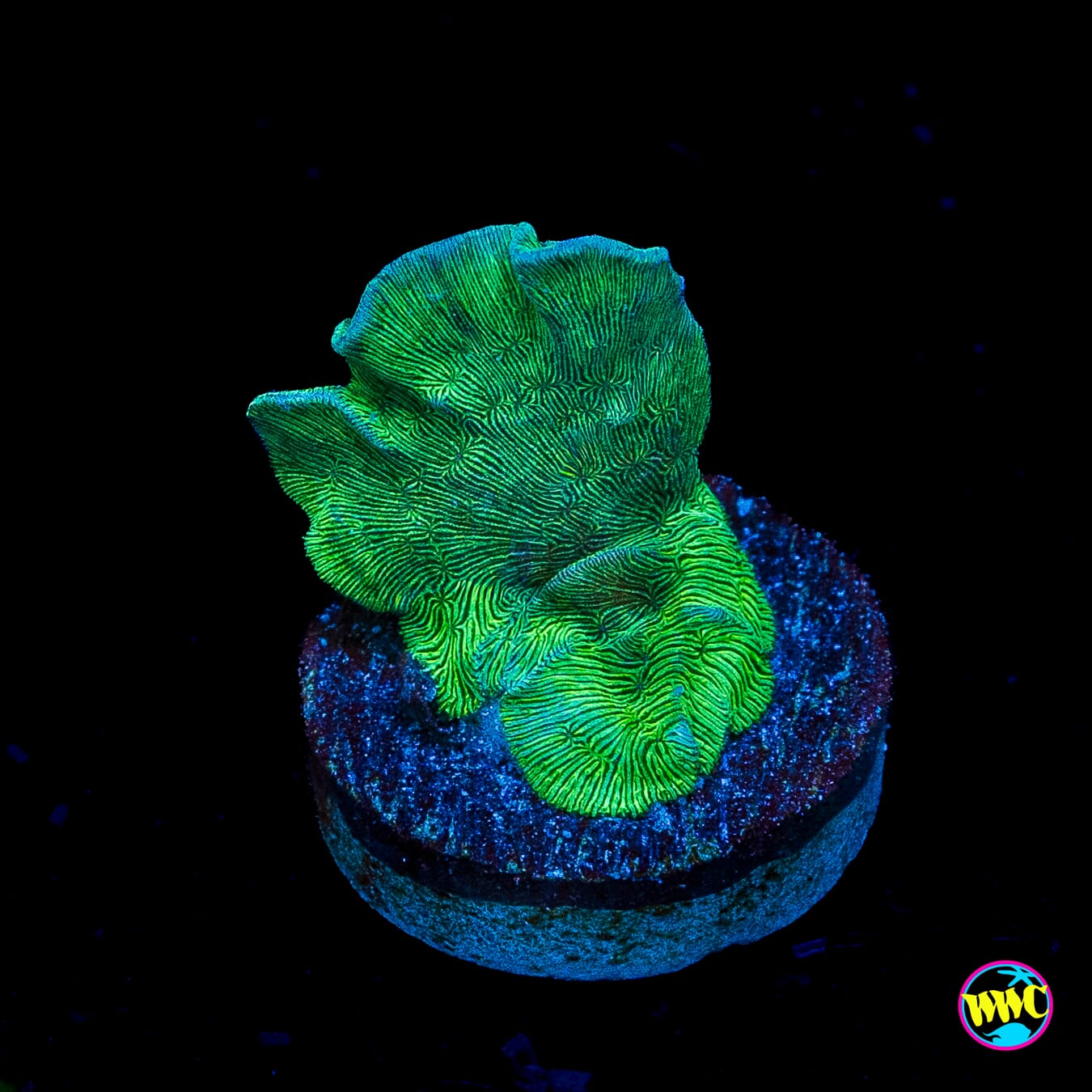 WWC Cactus Pavona