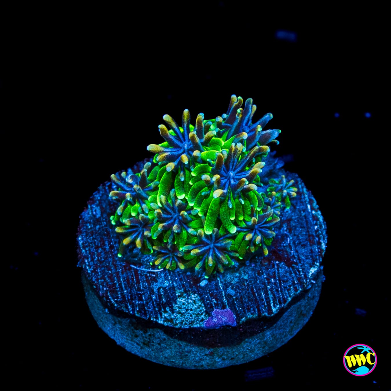WWC Cyclops Galaxea