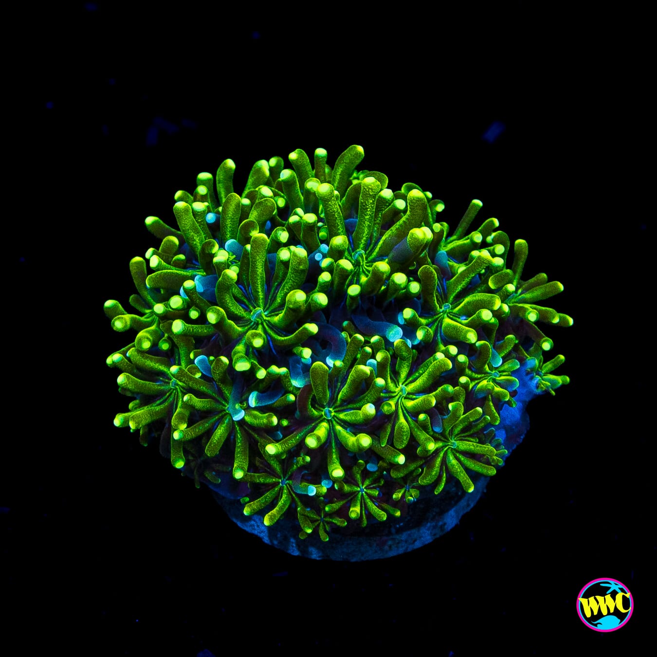 WWC Lemonade Galaxea