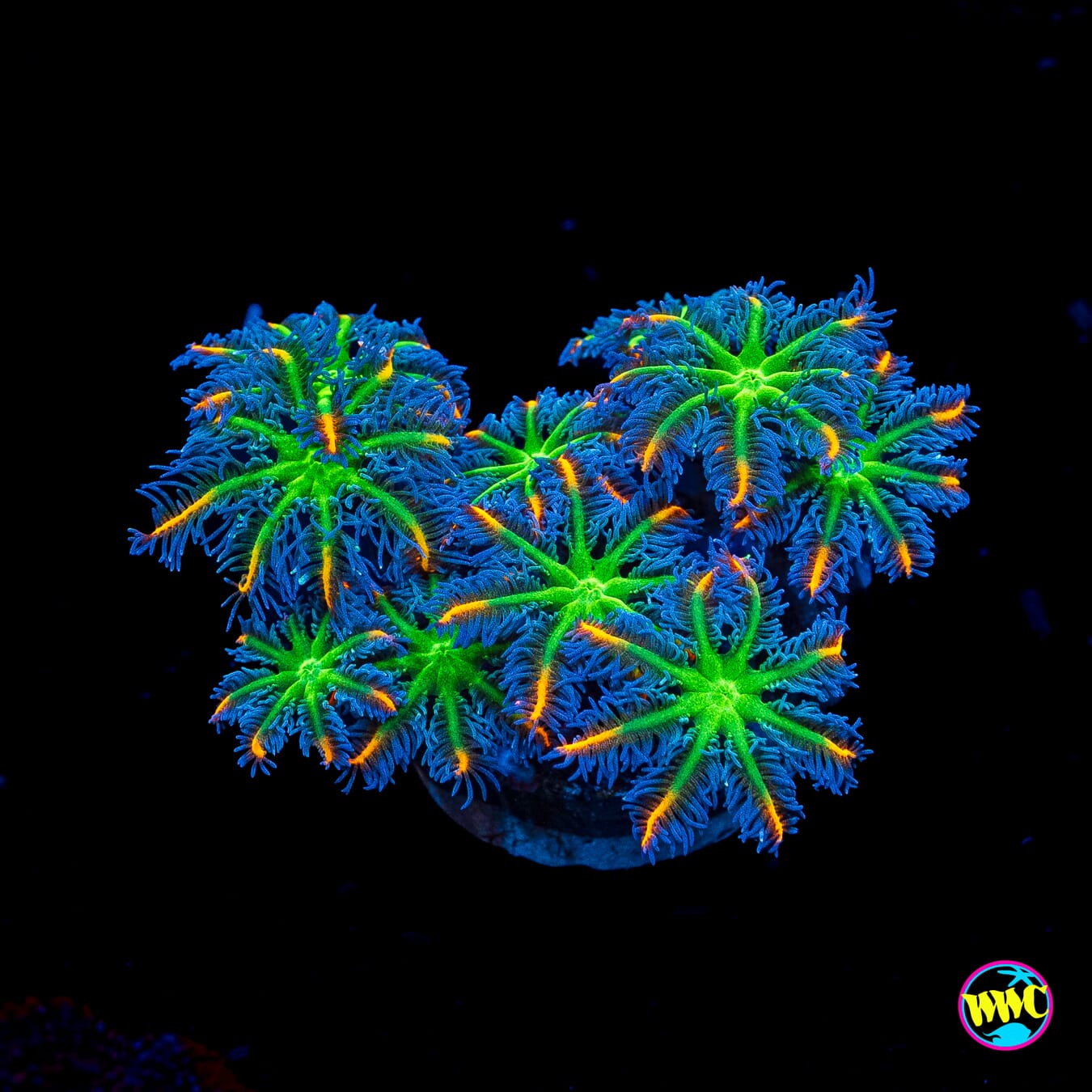 WWC High Voltage Clove Polyps