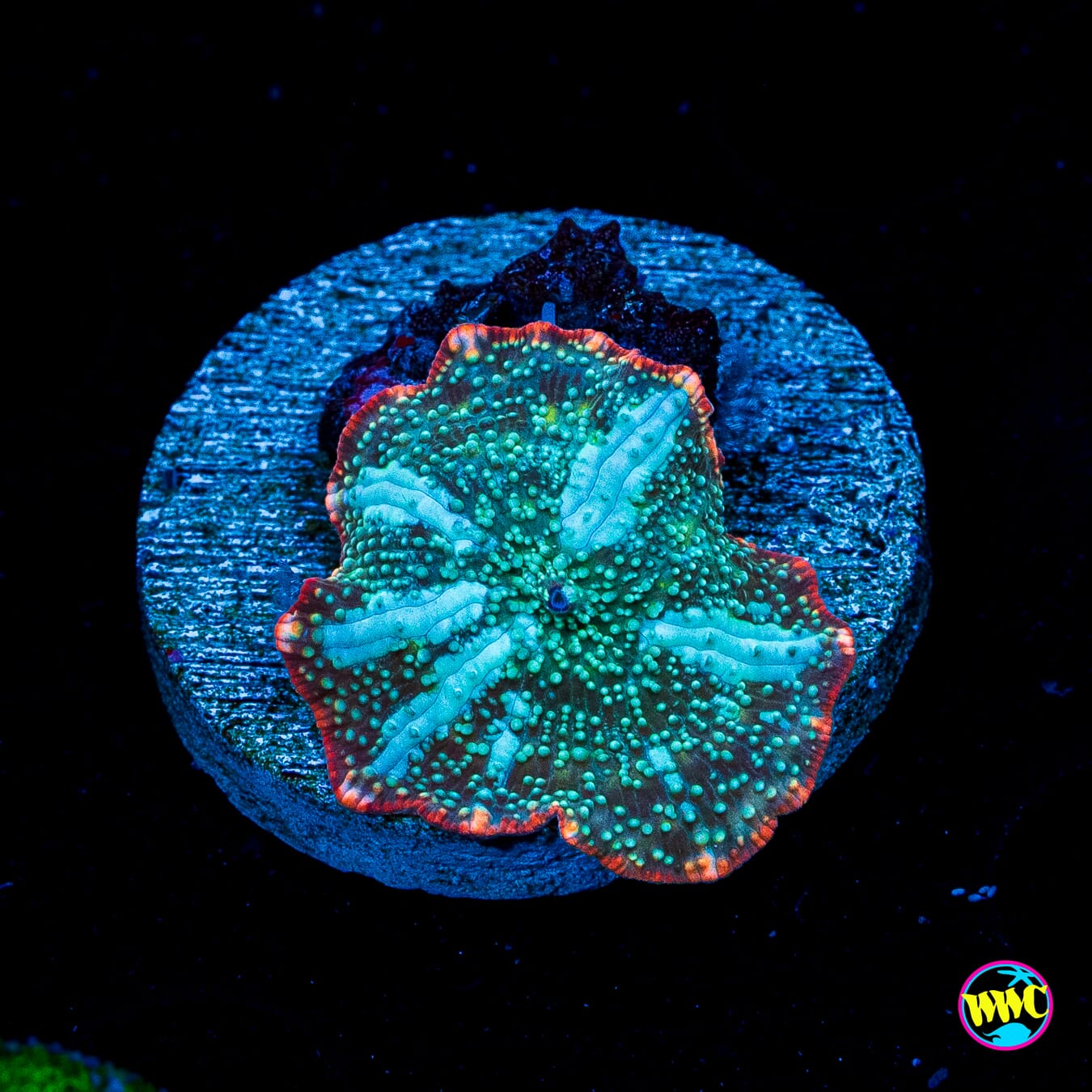 Ring of Fire Disco Mushroom