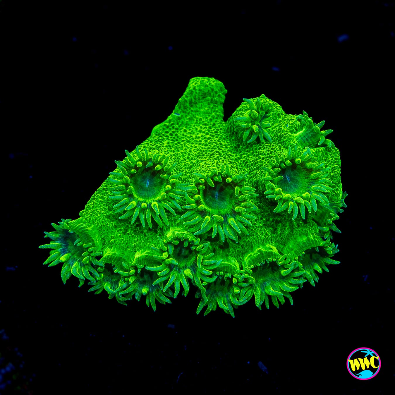 WWC Neon Peltata Turbinaria