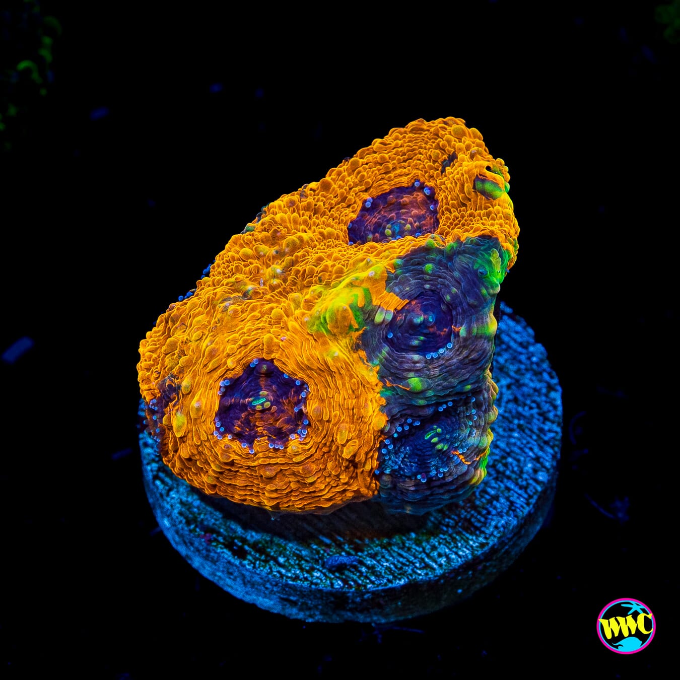 Ahhmazing Echinata