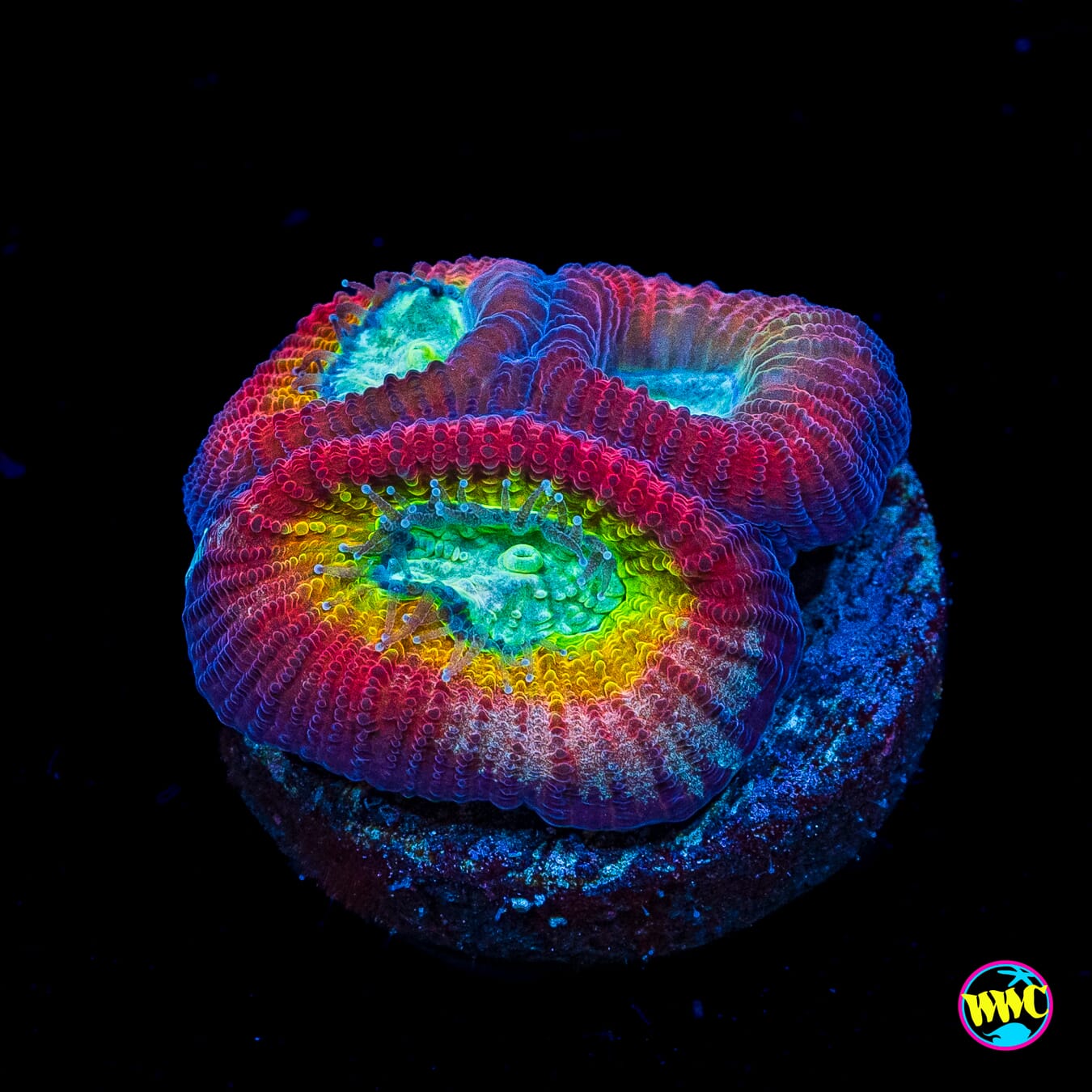 WWC Fantasmo Favia