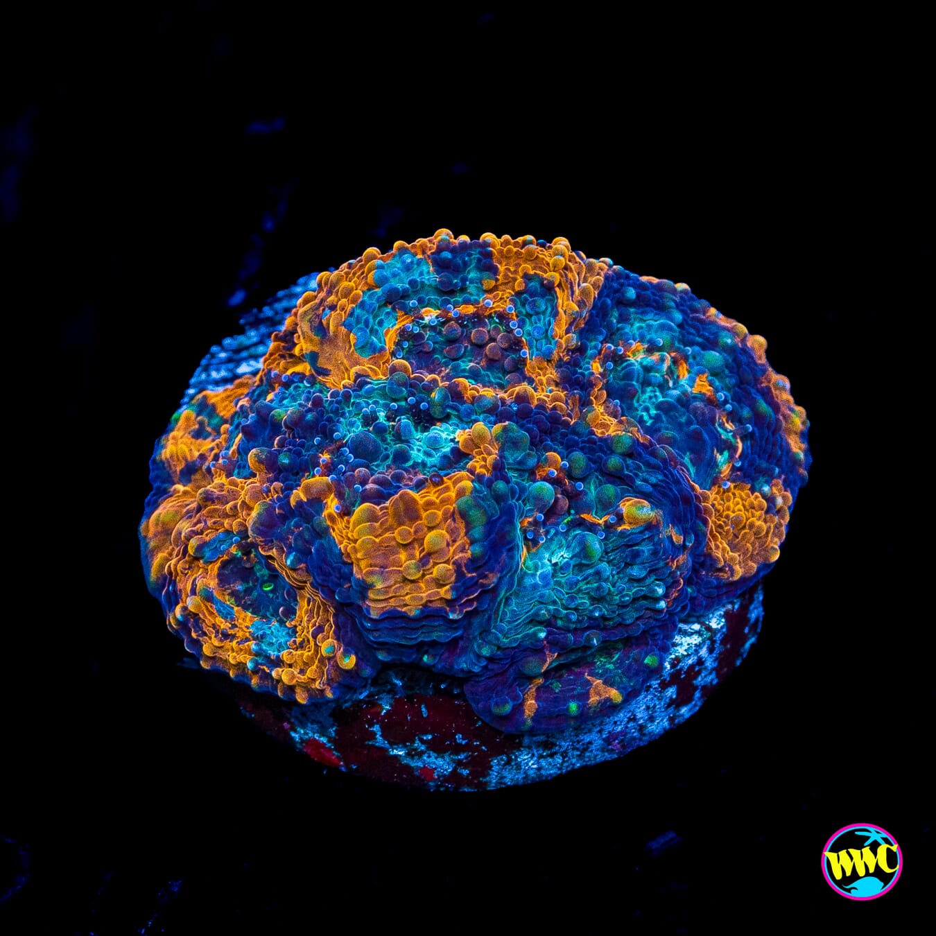 WWC Neptune Echinata