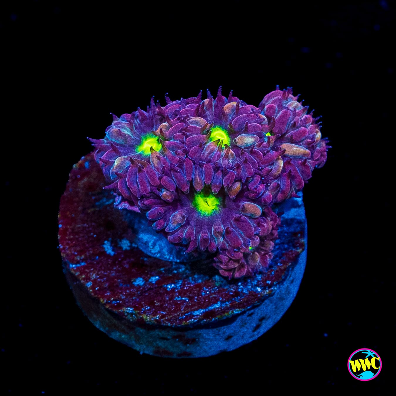 WWC Twilight Merletti Blastomussa