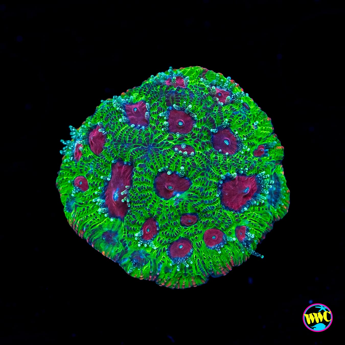 Apple Jacks Favites