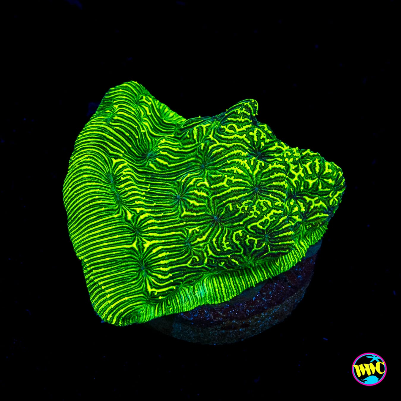 WWC Flubber Leptoseris