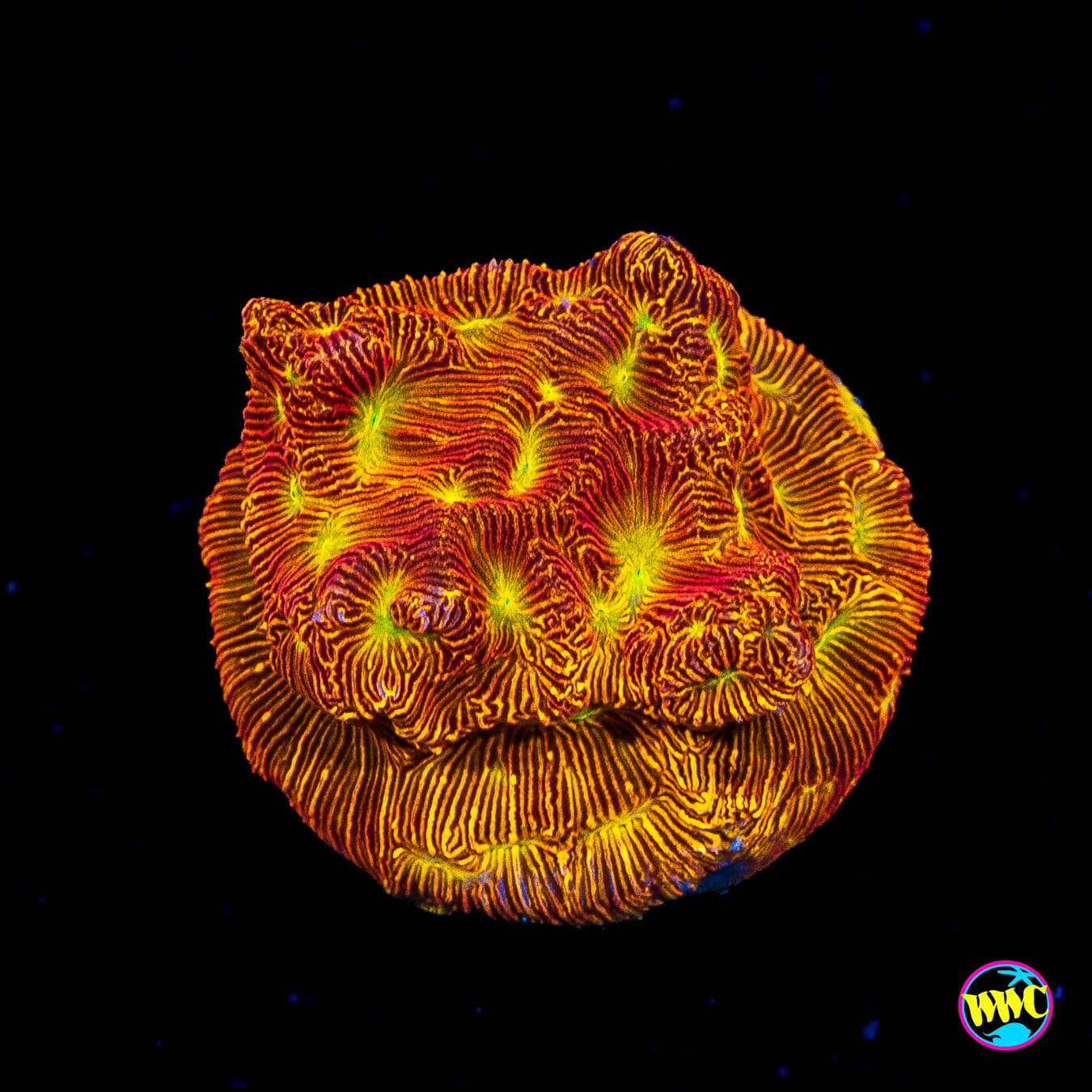 Jason Fox Lethal Leptoseris