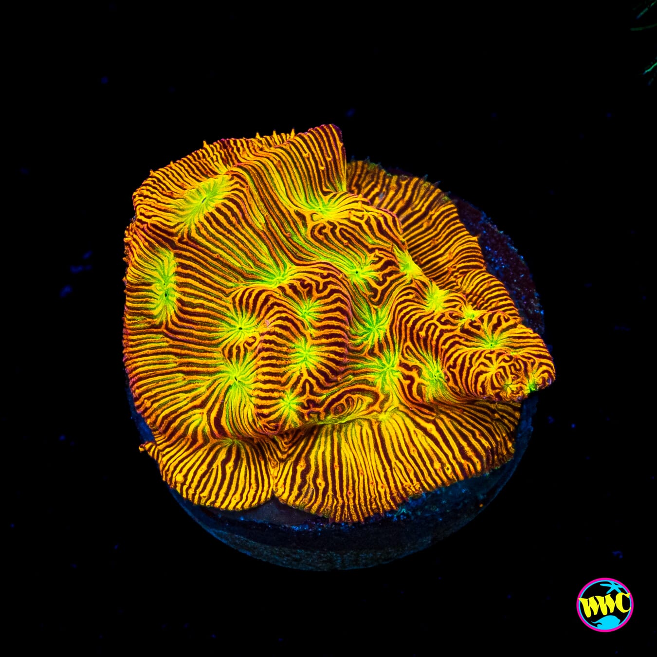 Jason Fox Jack-O-Lantern Leptoseris