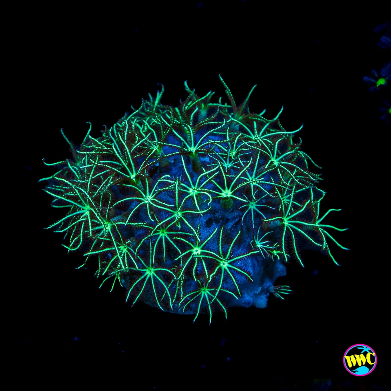 WWC Sizzling Star Polyps