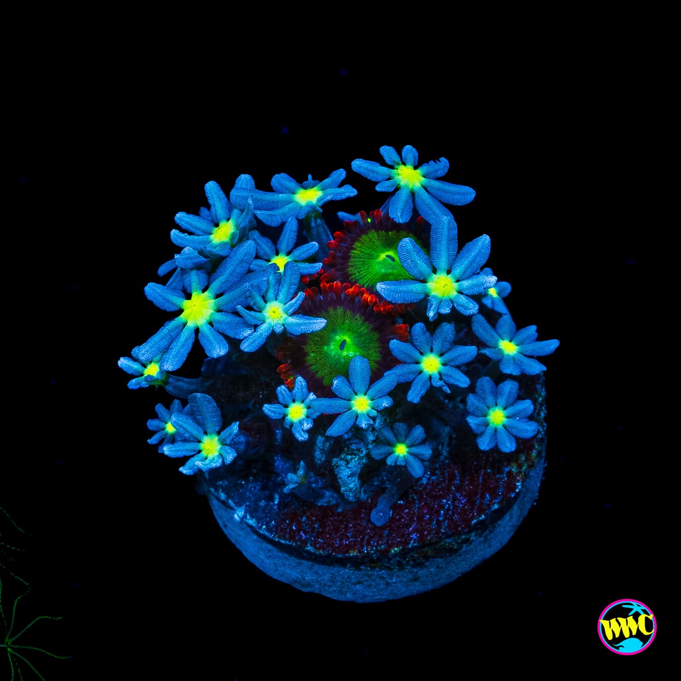 WWC Midnight Daisy Polyp and Goblins Fire Combo Zoanthids