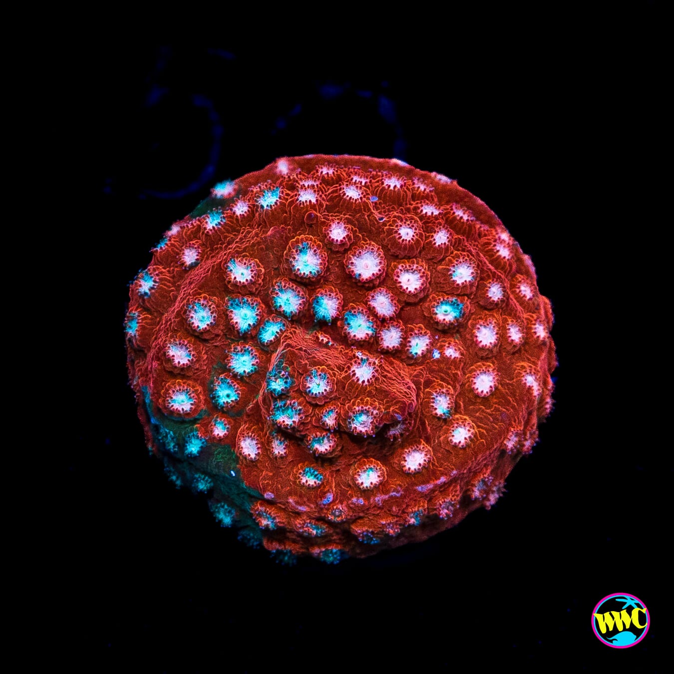 Jason Fox Fender Bender Cyphastrea