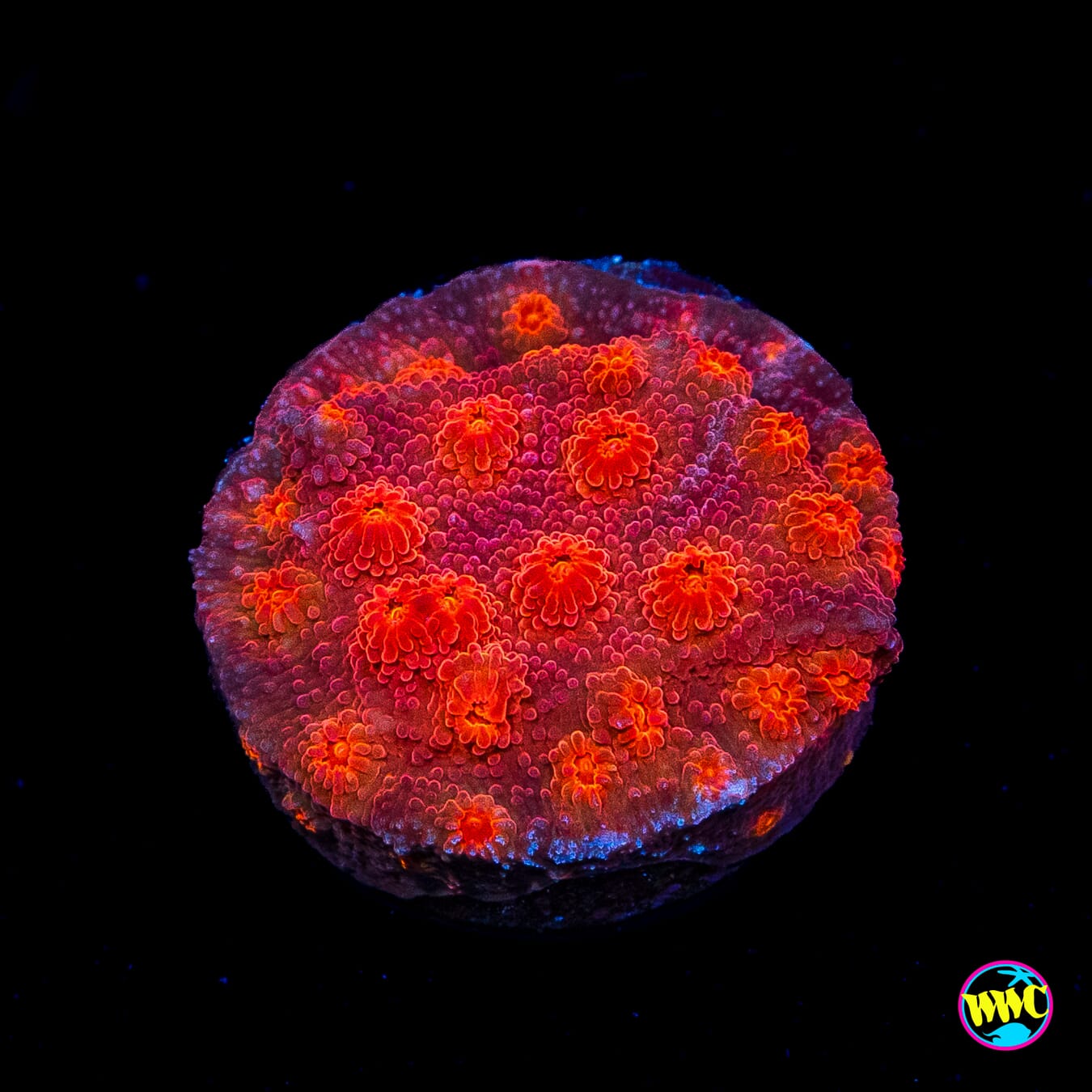 Tyree Brick Red Cyphastrea
