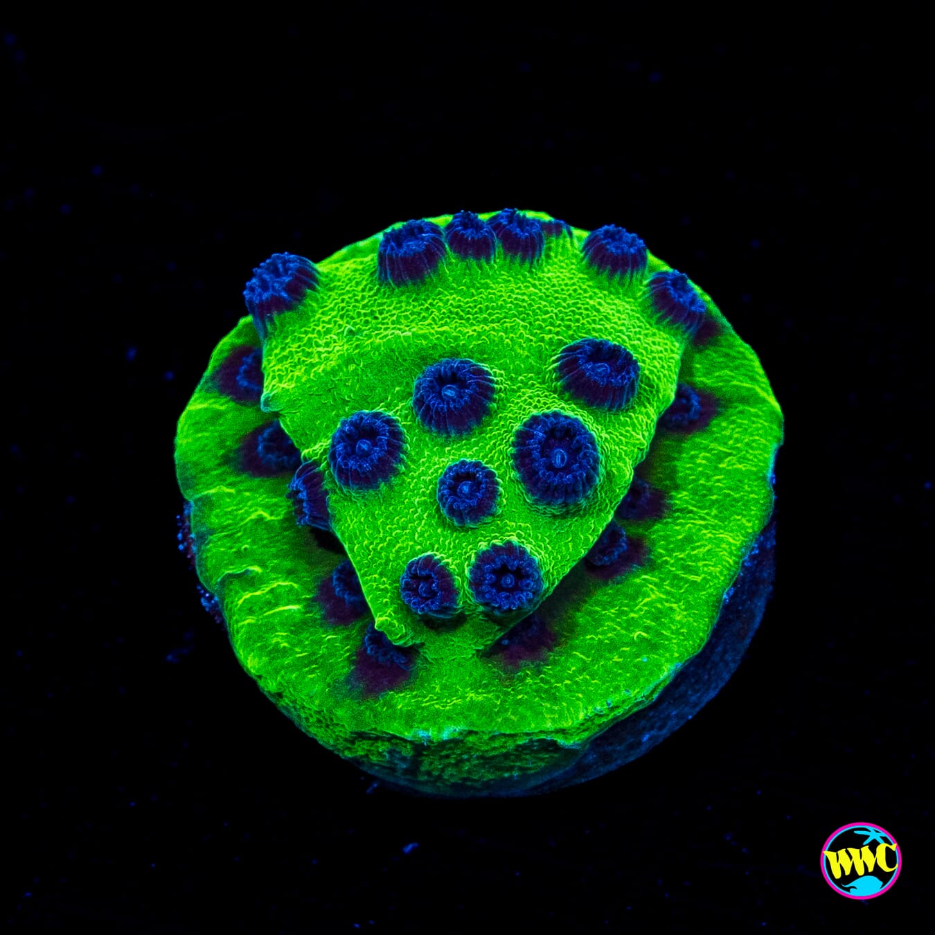 WWC Mardi Gras Cyphastrea