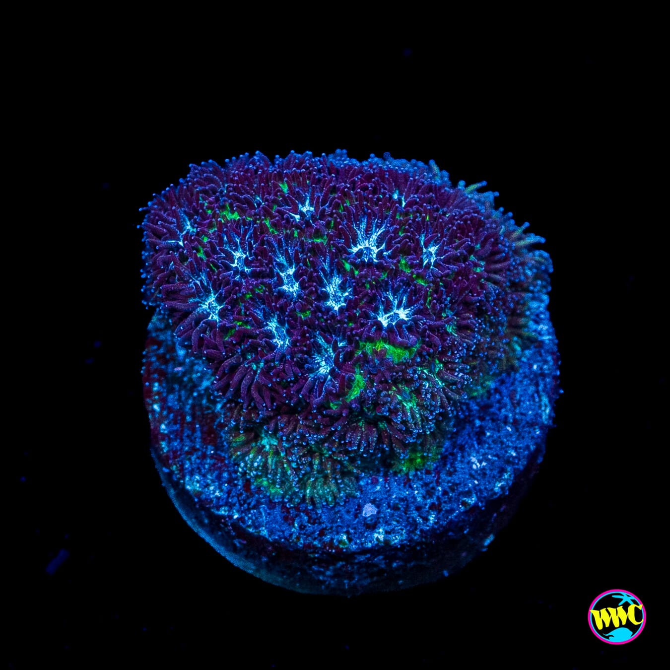 WWC Arctic Leptastrea