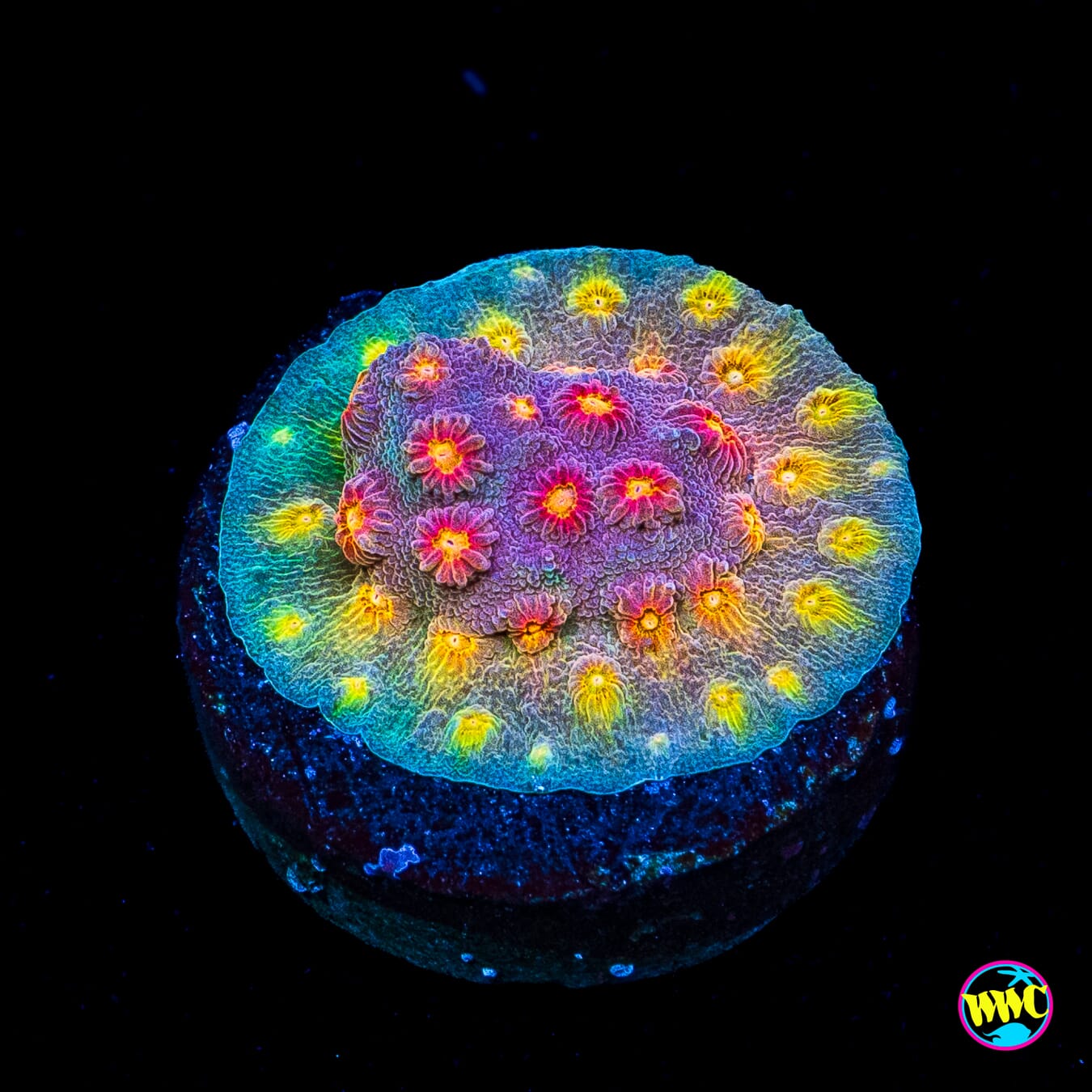 WWC Rainbow Madness Cyphastrea