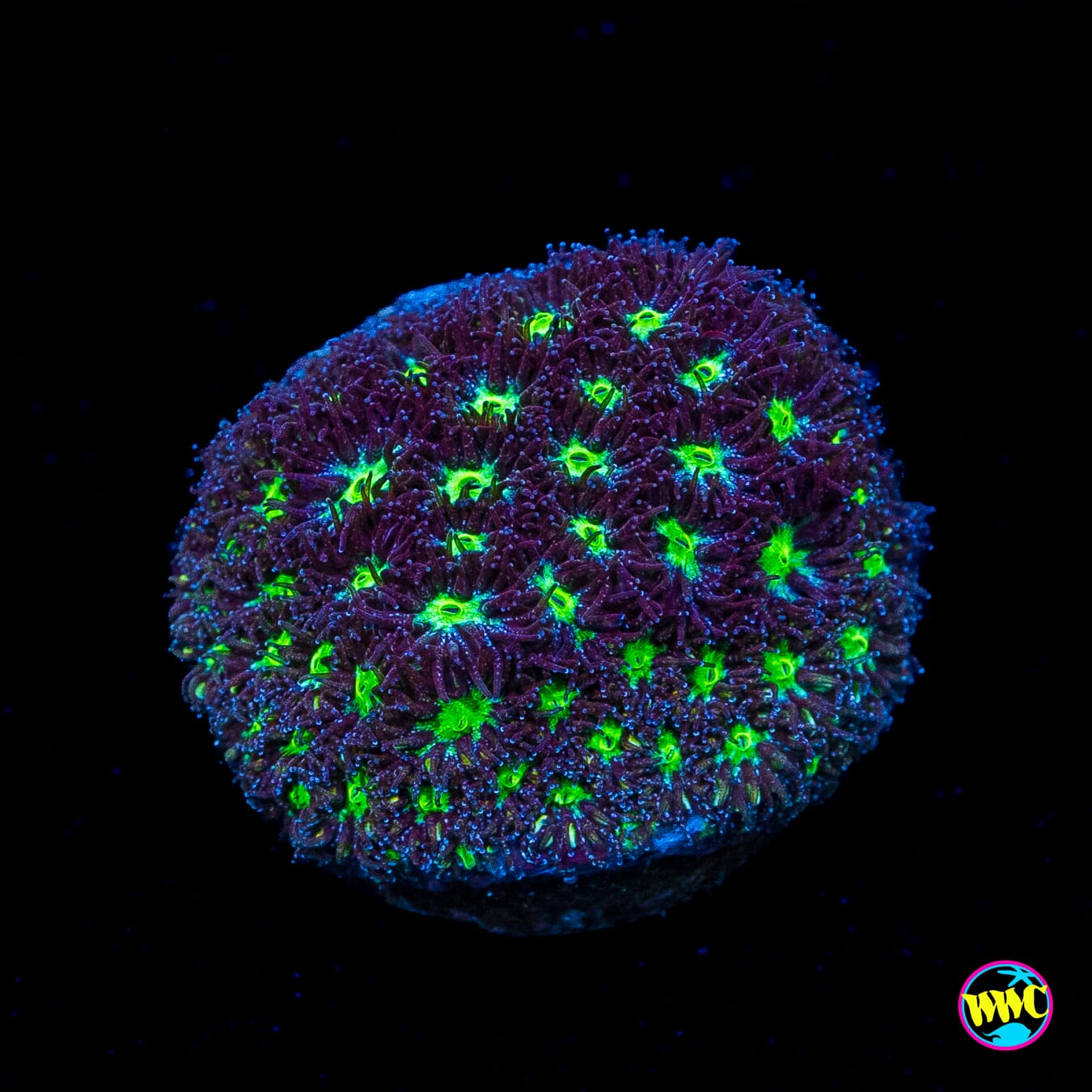 WWC Spooky Leptastrea