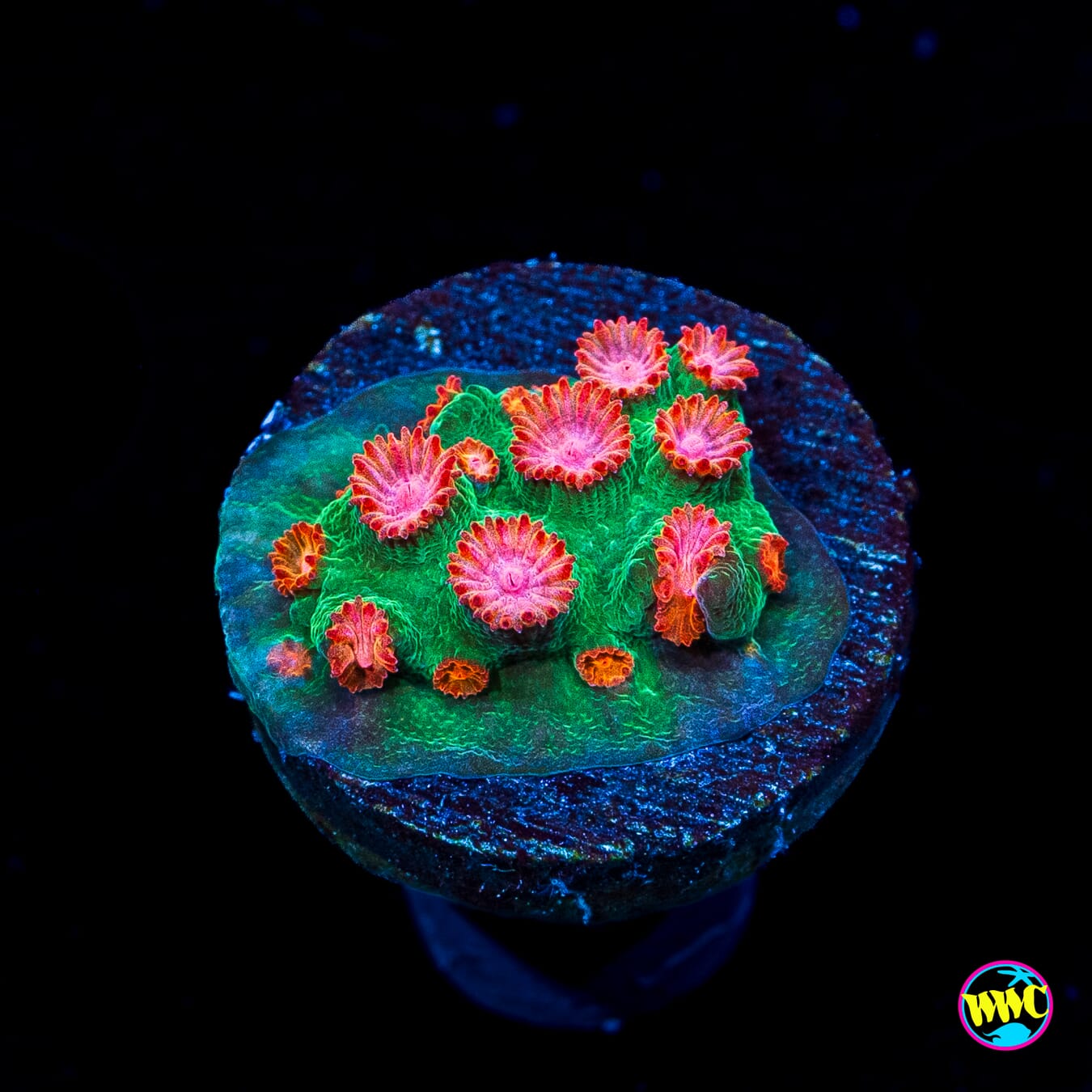 WWC Jingle Bells Cyphastrea