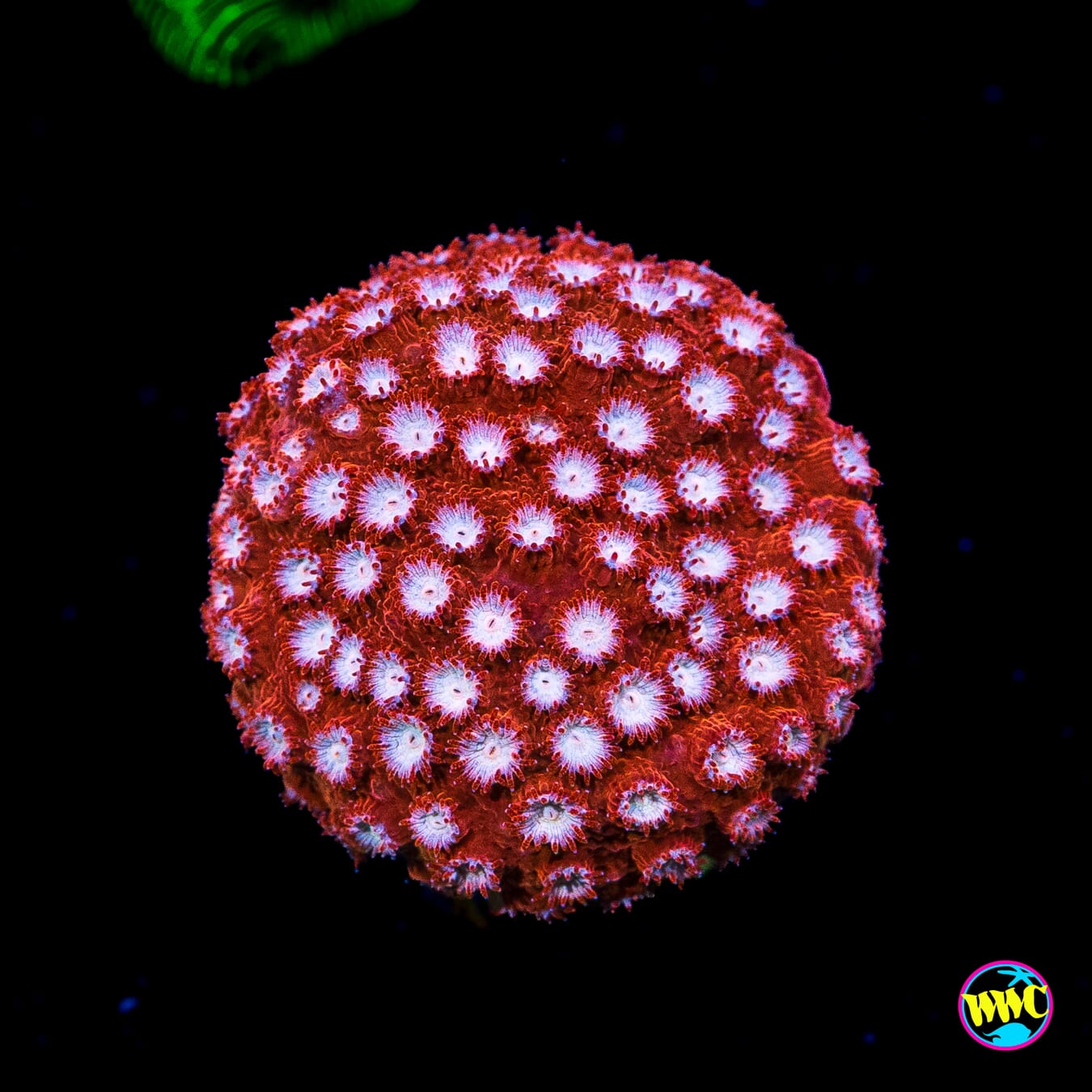 WWC Peppermint Cyphastrea
