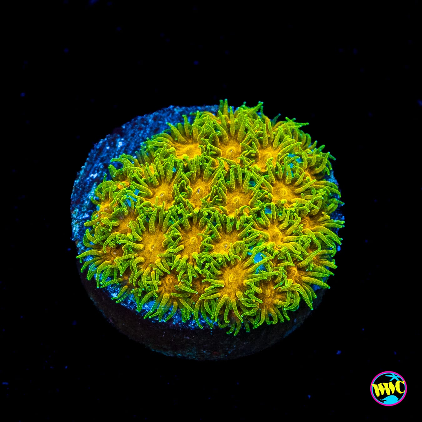 WWC Rogue Leptastrea