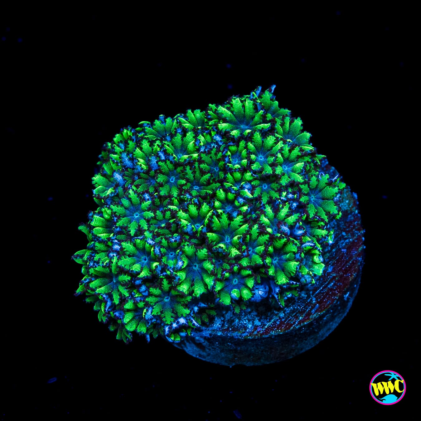 WWC Blue Sympodium