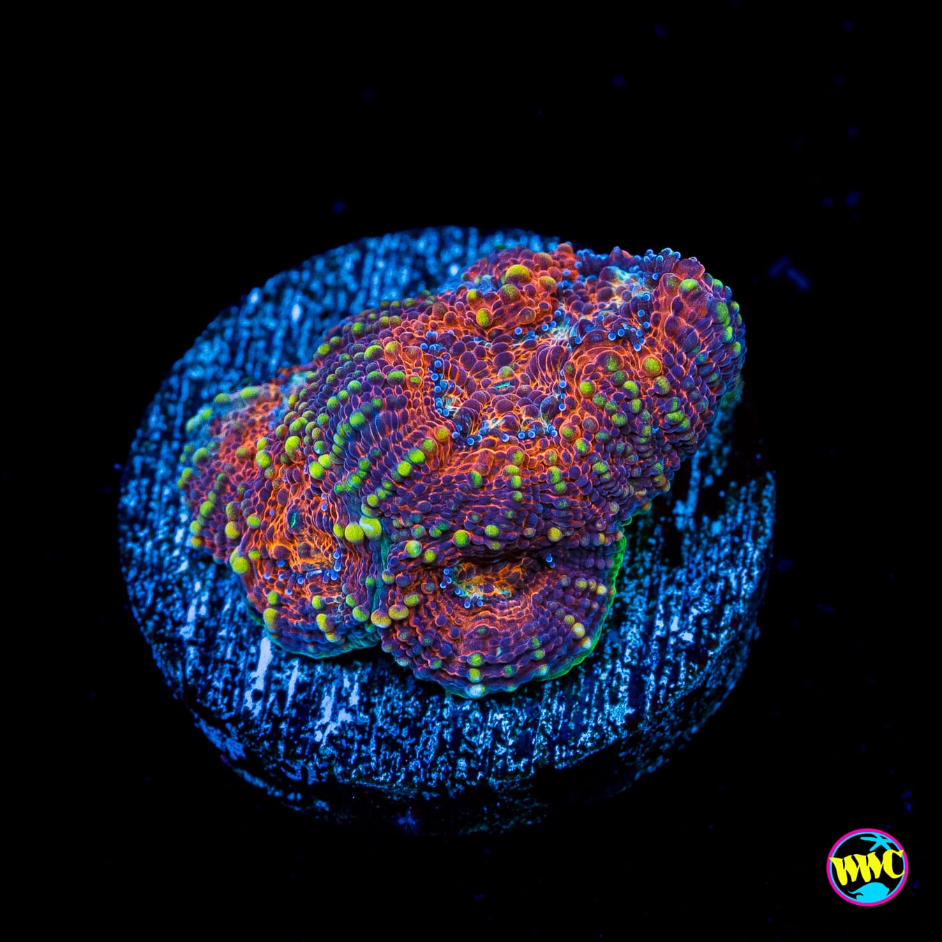Earth Mother Echinata