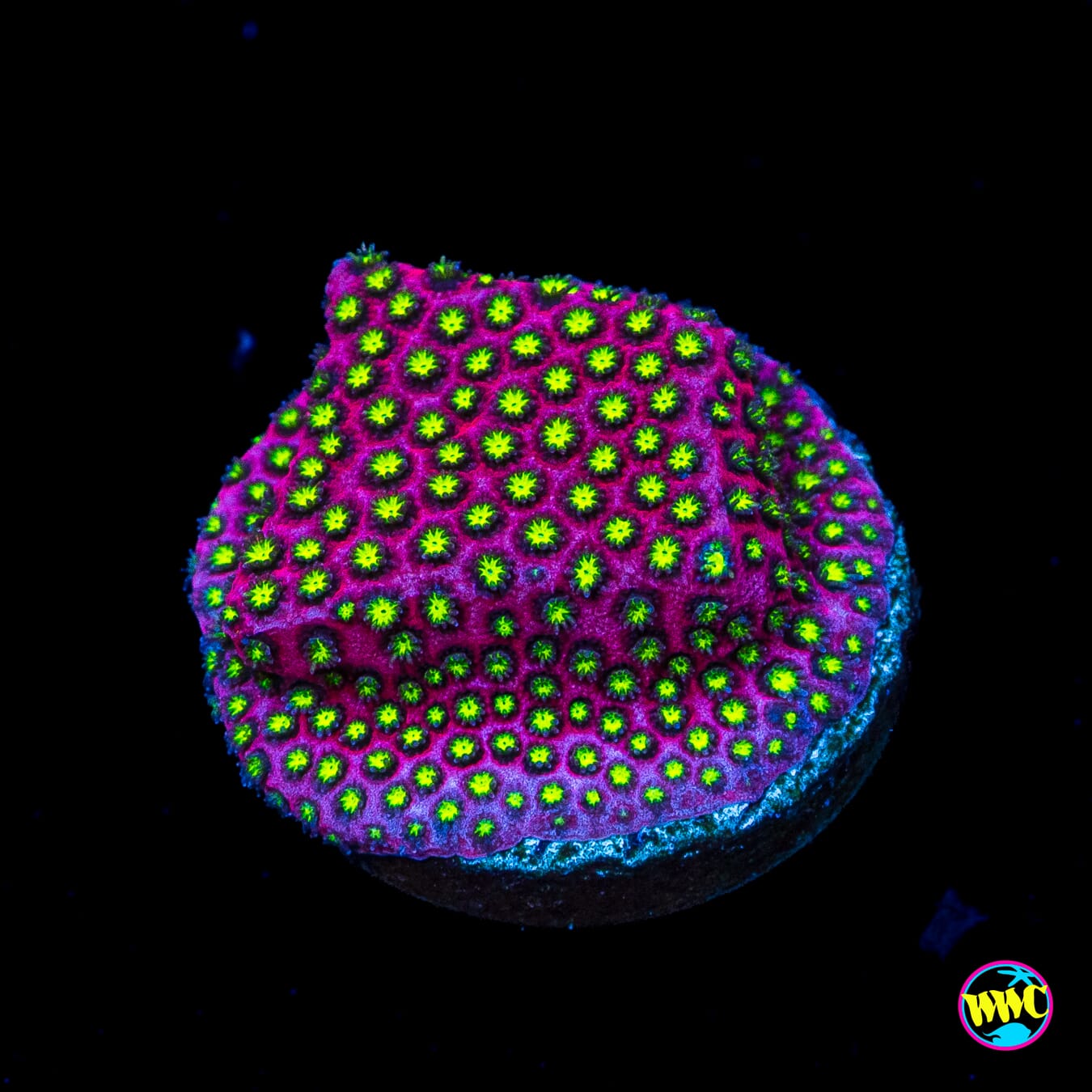 WWC Electric Daisy Stylocoeniella