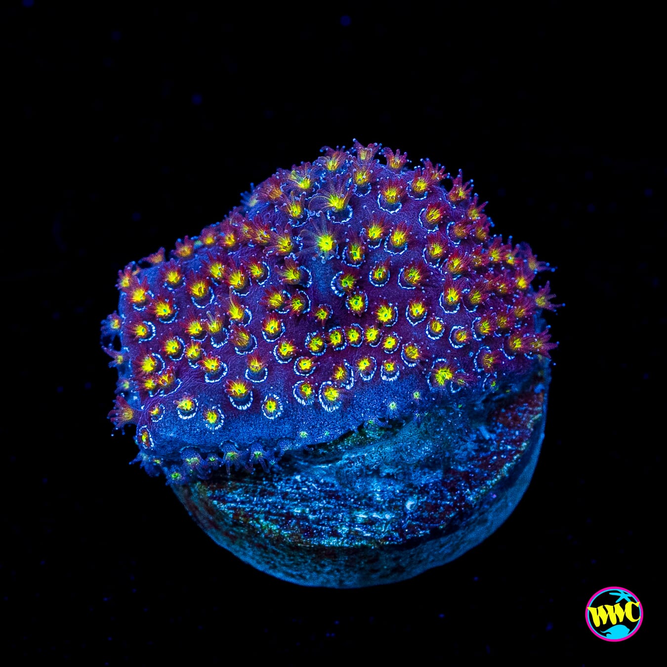 WWC Firestone Stylocoeniella