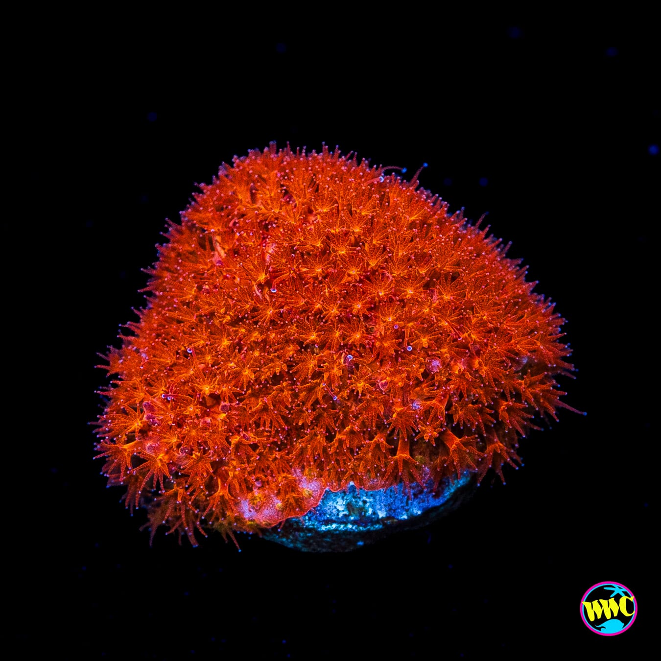 WWC Crimson Stylocoeniella